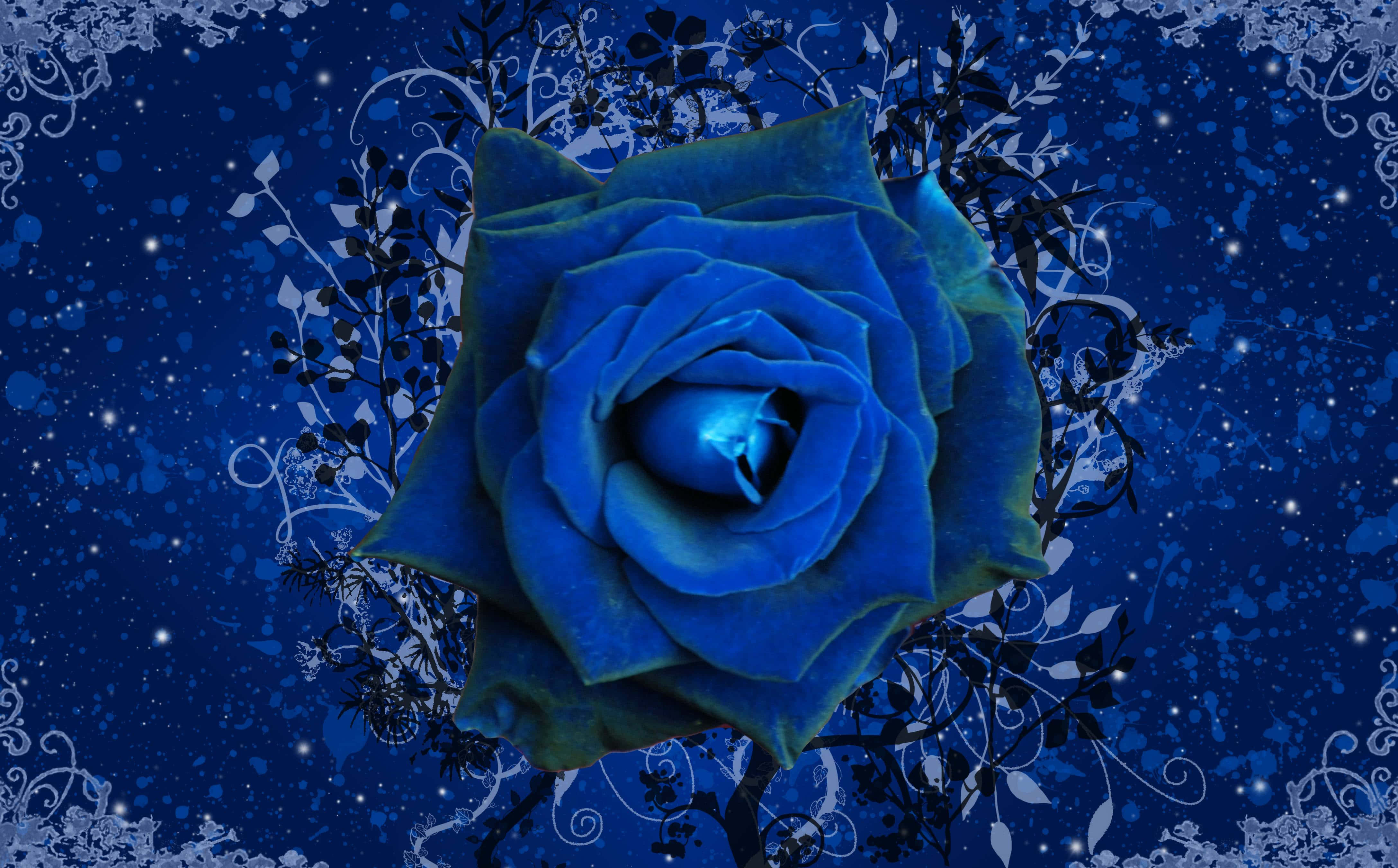 Rose Flower 桌布 壁紙 — 一朵燦爛的藍玫瑰在深藍色星空背景下綻放，帶有精緻的白色花卉漩渦。