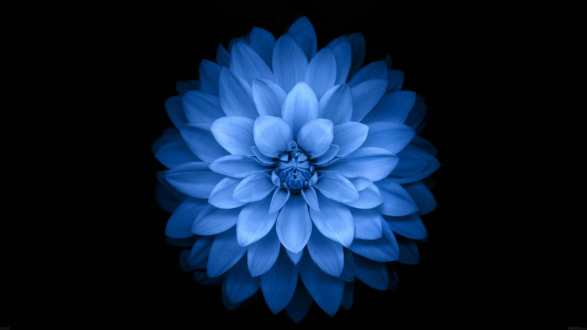 Dahlia 桌布 壁紙 — 一朵燦爛的藍色大麗花在純黑背景下盛開，柔和的光線凸顯其層層疊疊的花瓣。