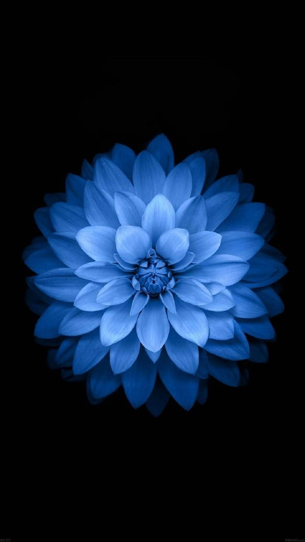 Dahlia 桌布 壁紙 — 一朵燦爛的藍色大麗花在純黑色背景上綻放，層層疊疊的花瓣散發著冷光。