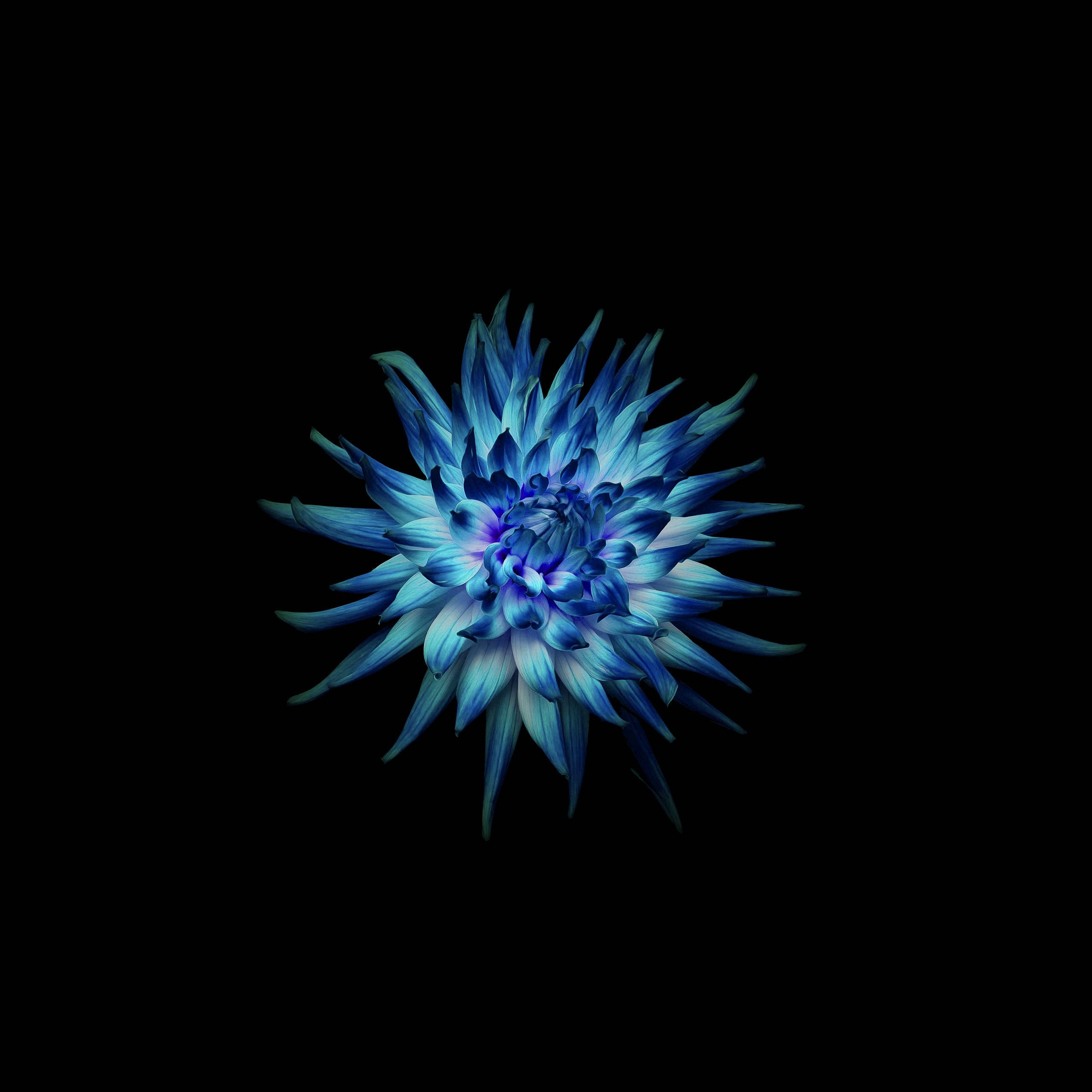 Dahlia 桌布 壁紙 — 一朵燦爛的藍色大麗花在純黑色背景上綻放，花瓣閃爍著電光般的色調。