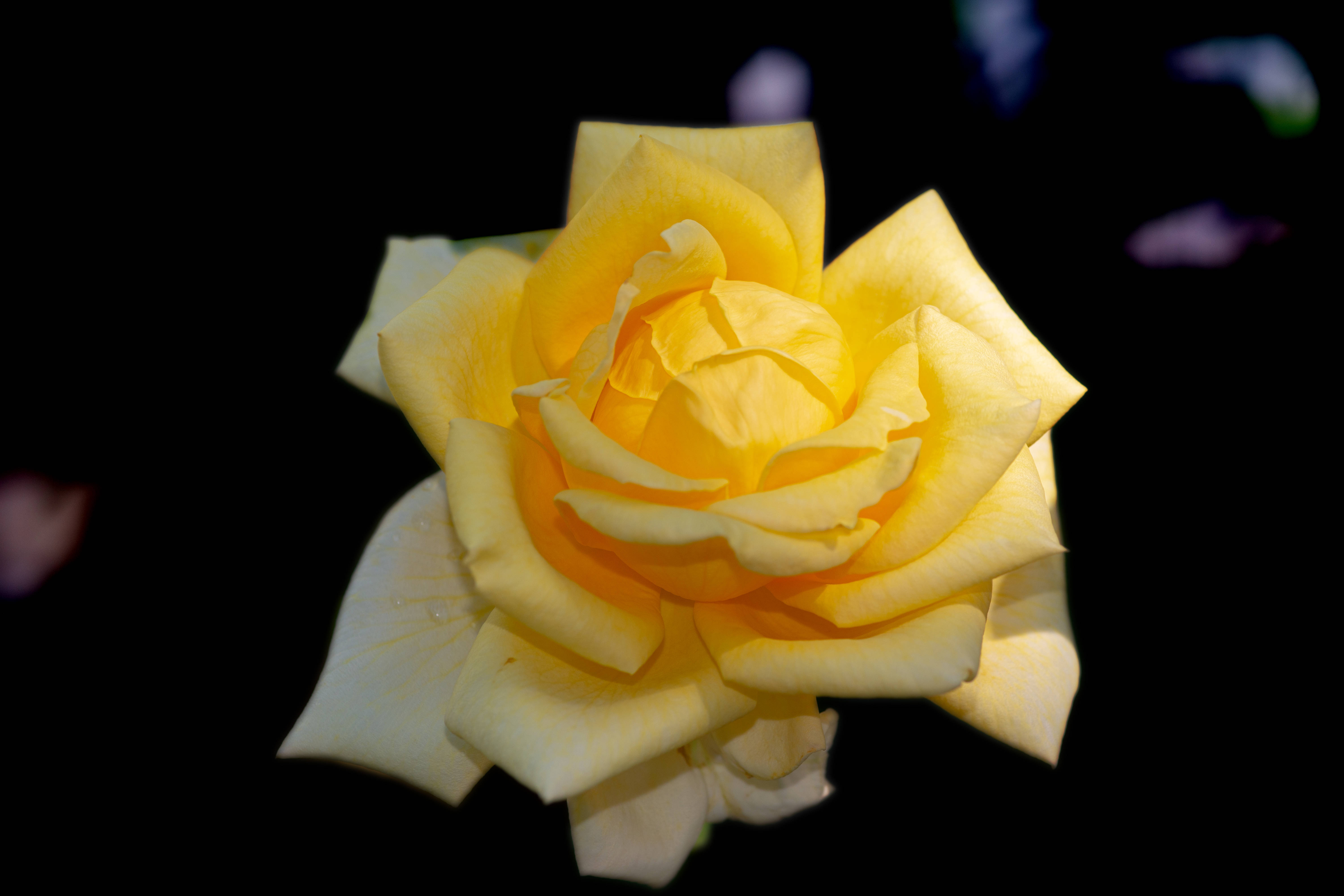 Rose HD 桌布 壁紙 — 一朵燦爛的黃玫瑰在純黑背景上綻放，附近漂浮著柔和模糊的花瓣。