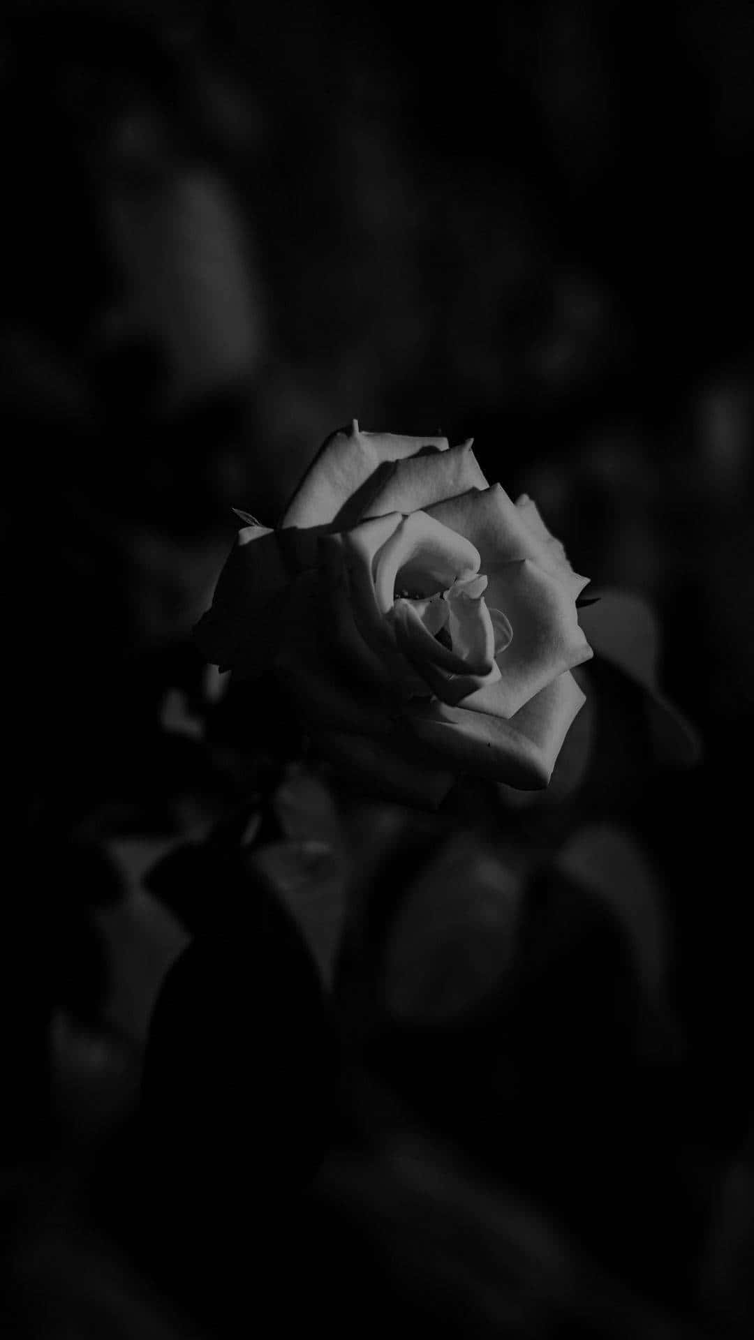 Roses 桌布 壁紙 — 一朵玫瑰在深色陰影背景上以柔和焦點綻放出鮮明的黑白對比。