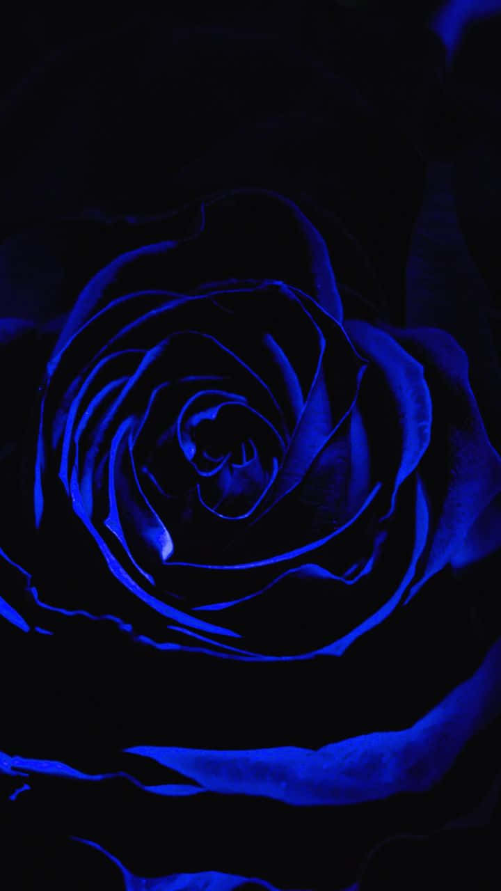 Rose Flower 桌布 壁紙 — 一朵玫瑰在漆黑背景中散發出電光藍色的光芒，花瓣向內捲曲，形成強烈對比。