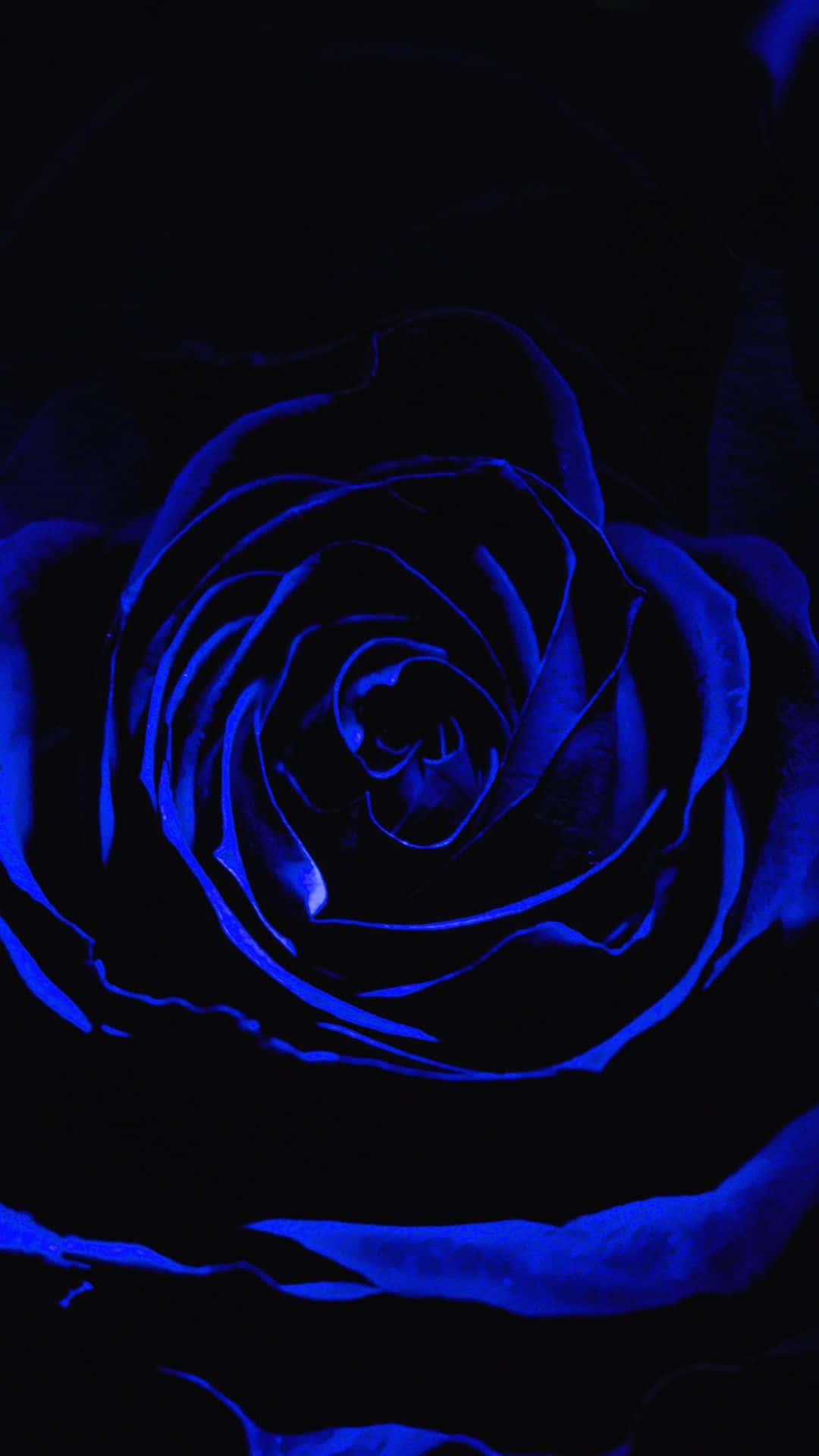 Dark Blue Rose Abstract 桌布 壁紙 — 一朵玫瑰在漆黑背景中散發著電光藍色光芒，花瓣向內捲曲成催眠般的螺旋。