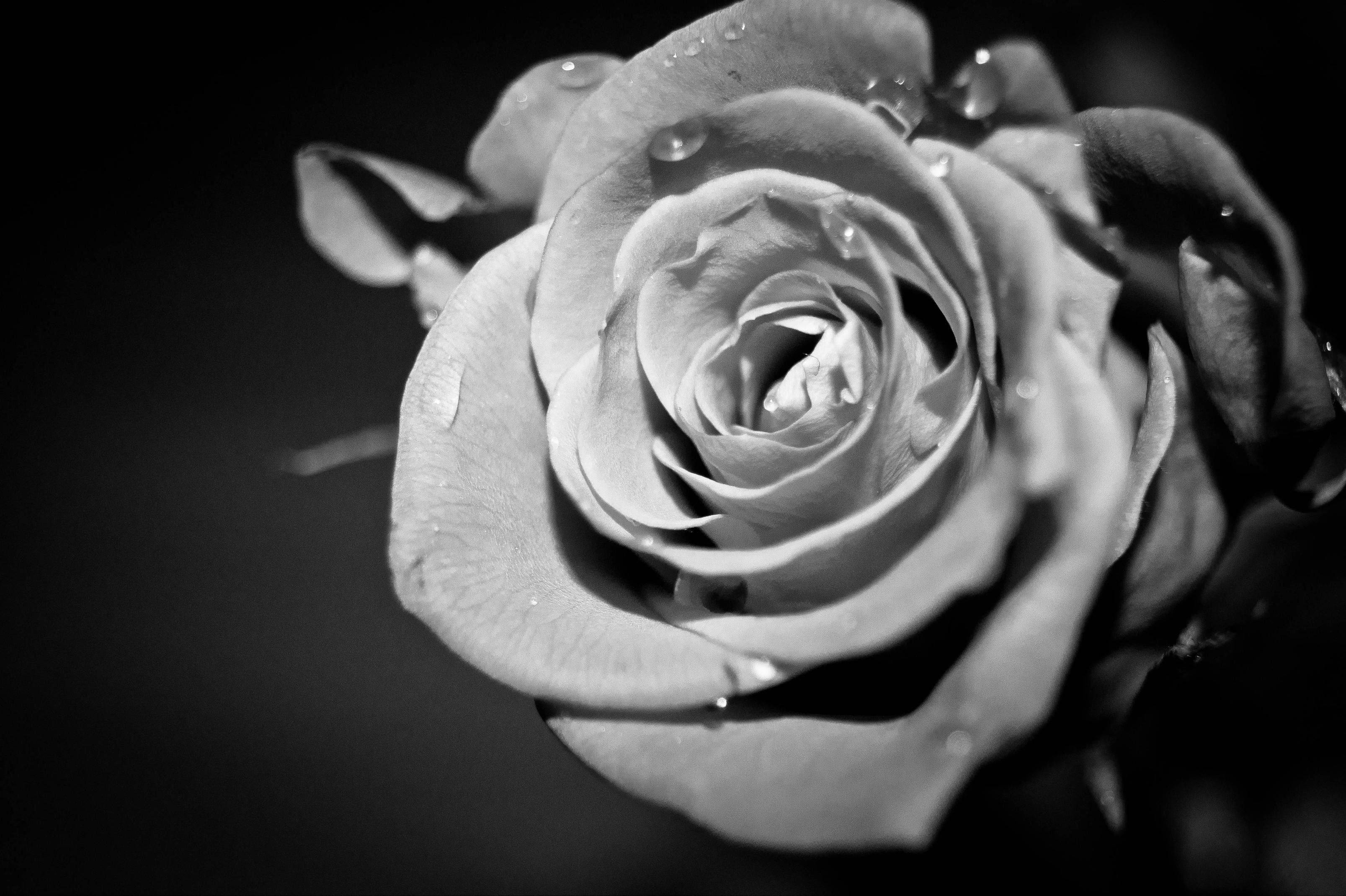 Rose Flower 桌布 壁紙 — 一朵玫瑰的單色特寫，其層層疊疊的花瓣上帶有閃閃發光的水珠，背景為深色。