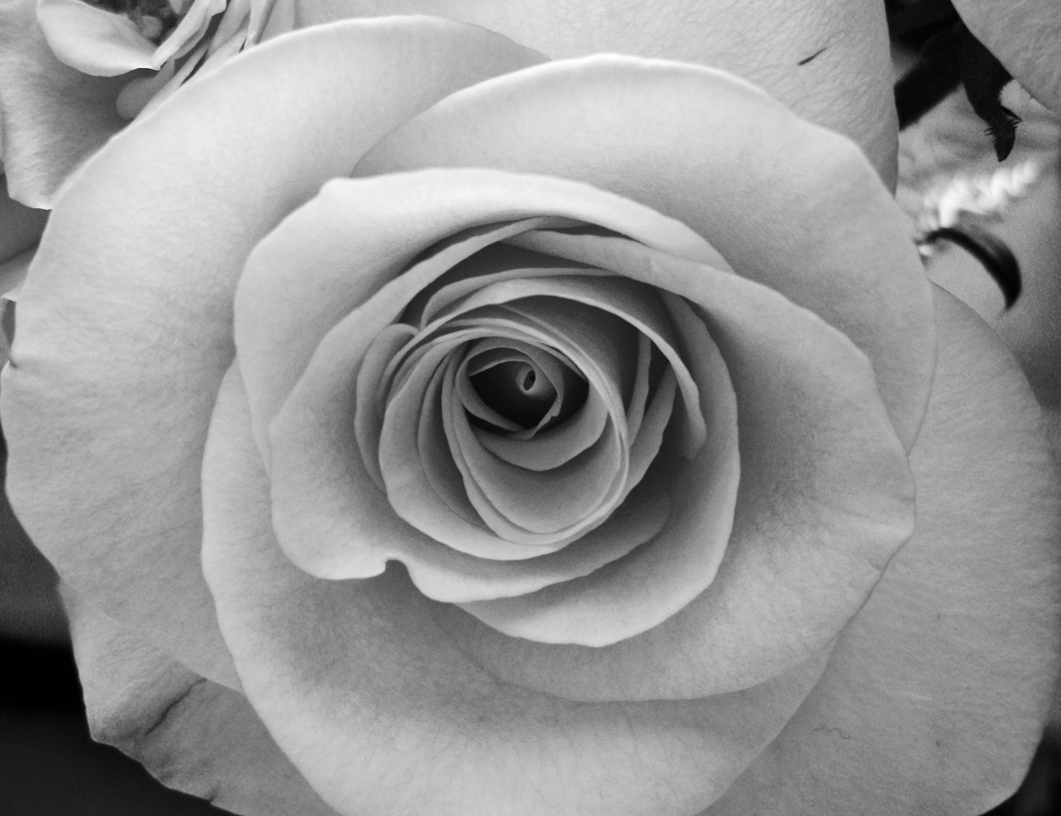 Rose Flower 桌布 壁紙 — 一朵玫瑰的單色特寫，展現其複雜層疊的花瓣向內盤旋，帶有柔和陰影和細膩質感。