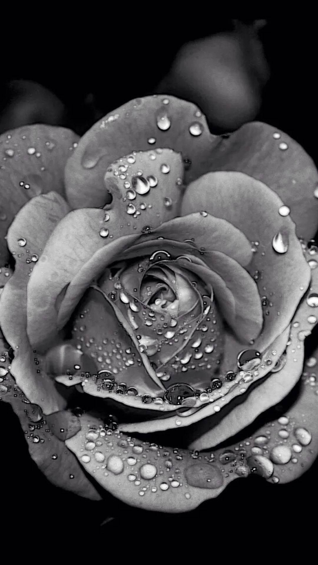 Rose Flower 桌布 壁紙 — 一朵玫瑰的單色特寫，花瓣上閃爍著水滴，背景為深色。