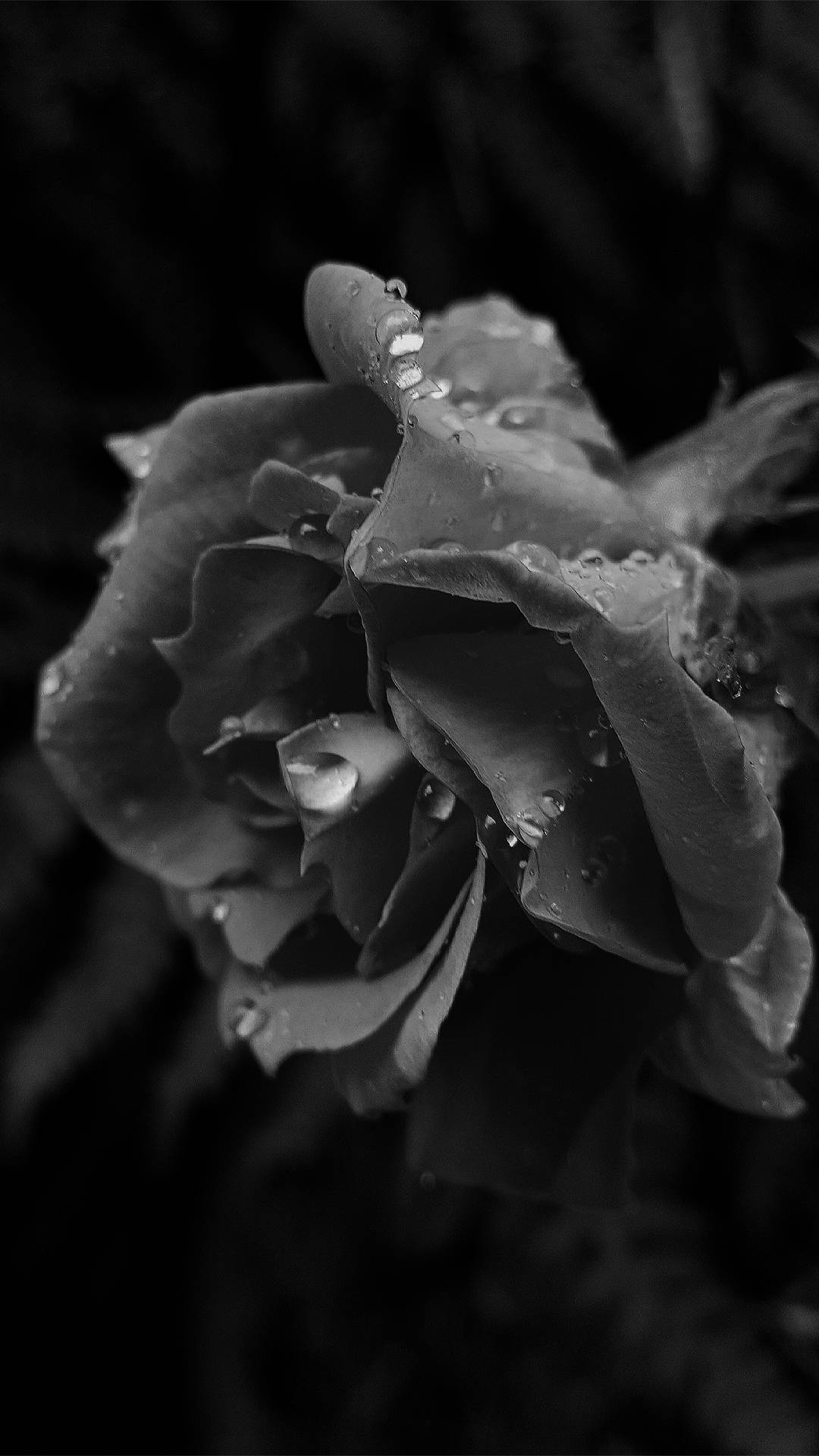black aesthetic rose 桌布 壁紙 — 一朵玫瑰的單色特寫，花瓣上閃爍著水珠，背景模糊黑暗。