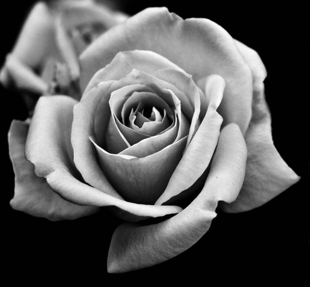 Rose Flower 桌布 壁紙 — 一朵玫瑰的單色特寫，花瓣層層疊疊，細膩精緻，背景為純黑。