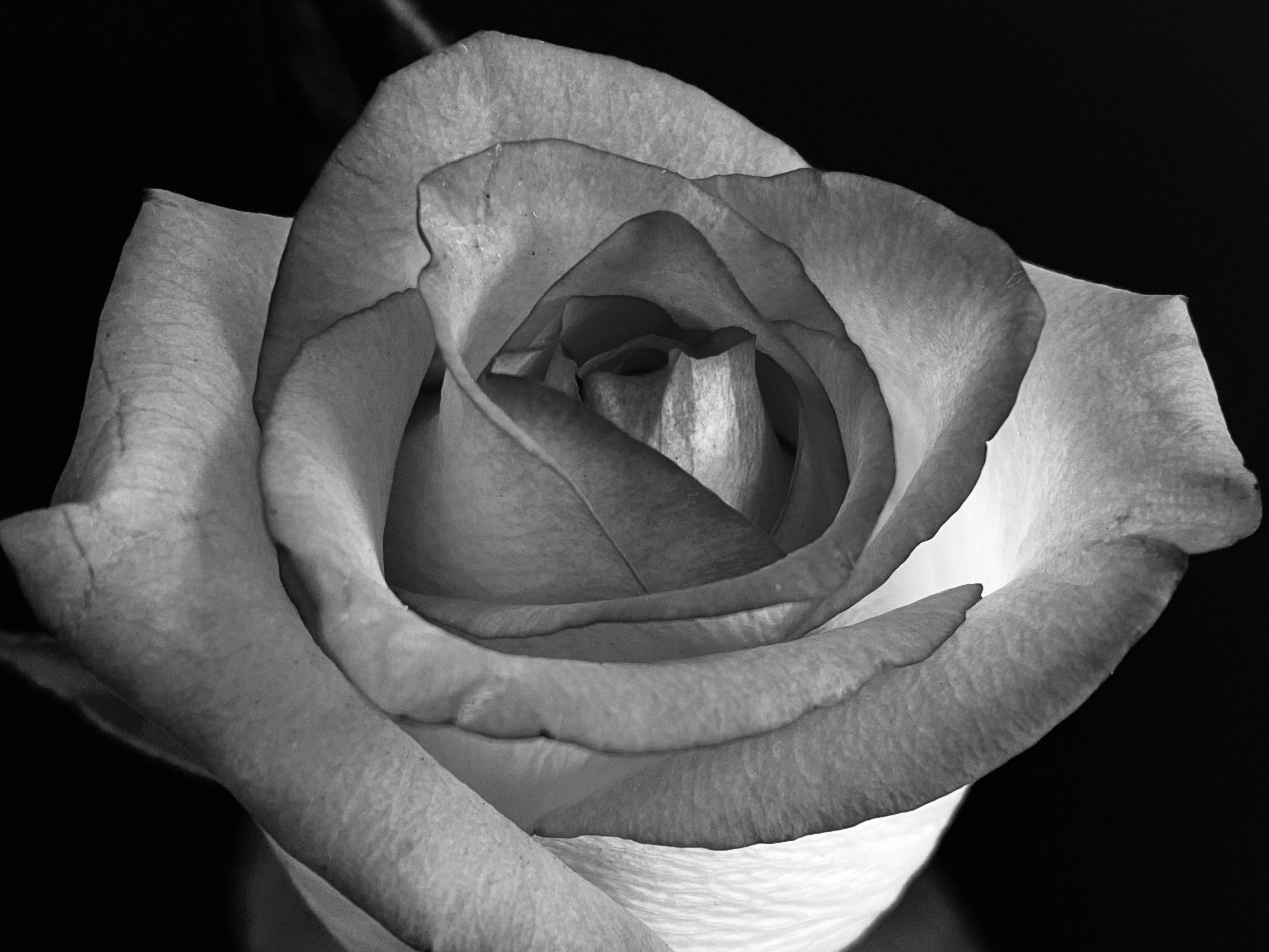 Rose iPhone 桌布 壁紙 — 一朵玫瑰的單色特寫，花瓣細膩層疊，襯托在純黑背景上。