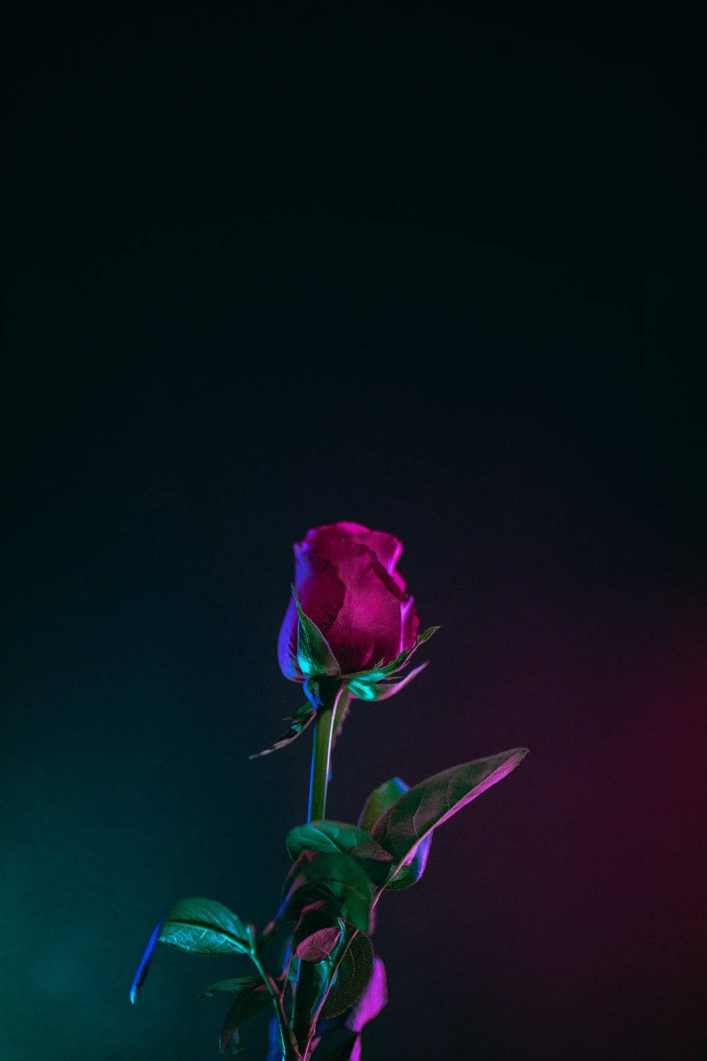 Rose Flower 桌布 壁紙 — 一朵玫瑰花蕾在深黑色背景上散發著洋紅色和藍綠色的霓虹光芒。