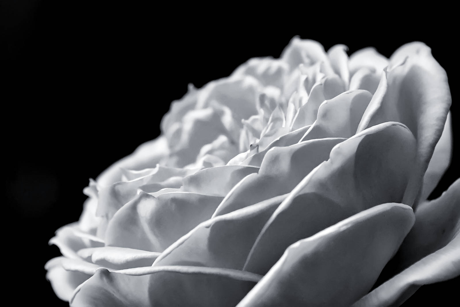 Rose Flower 桌布 壁紙 — 一朵玫瑰複雜層疊花瓣的黑白特寫，背景為純黑色。