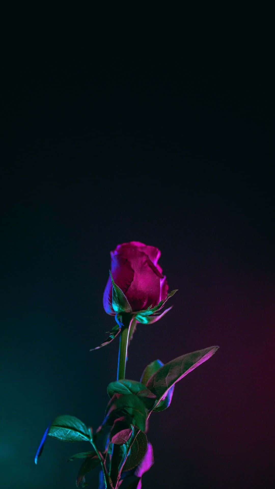 Valentines Day Roses 桌布 壁紙 — 一朵發光的洋紅色玫瑰花蕾，帶有螢光綠色葉子，立在深色漸變背景前。
