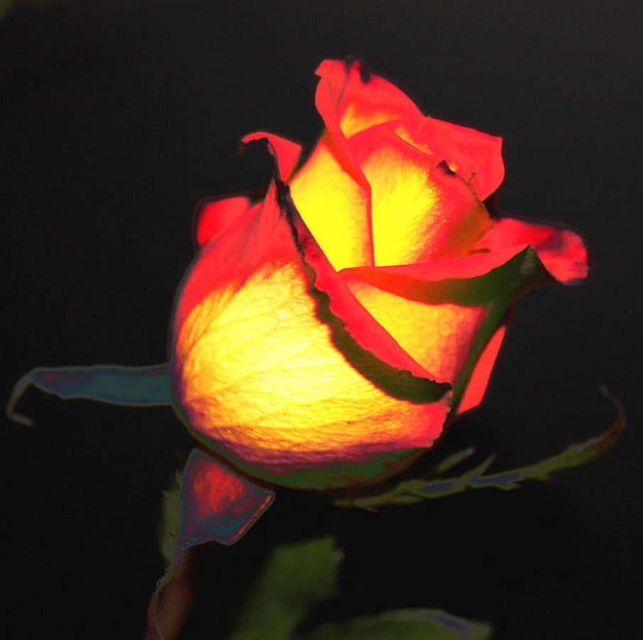 Abstract Rose 桌布 壁紙 — 一朵發光的玫瑰花蕾在純黑背景下散發出溫暖的黃色和紅色光芒。