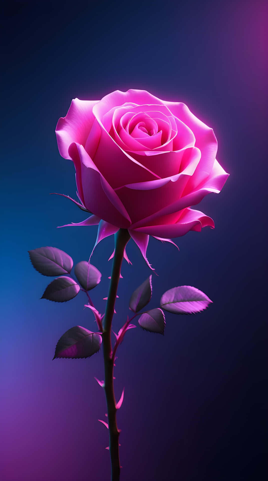 Beautiful Rose 壁紙 — 一朵發光的粉紅色玫瑰，帶有發光的花瓣，在漸變藍色和紫色背景前高高聳立。