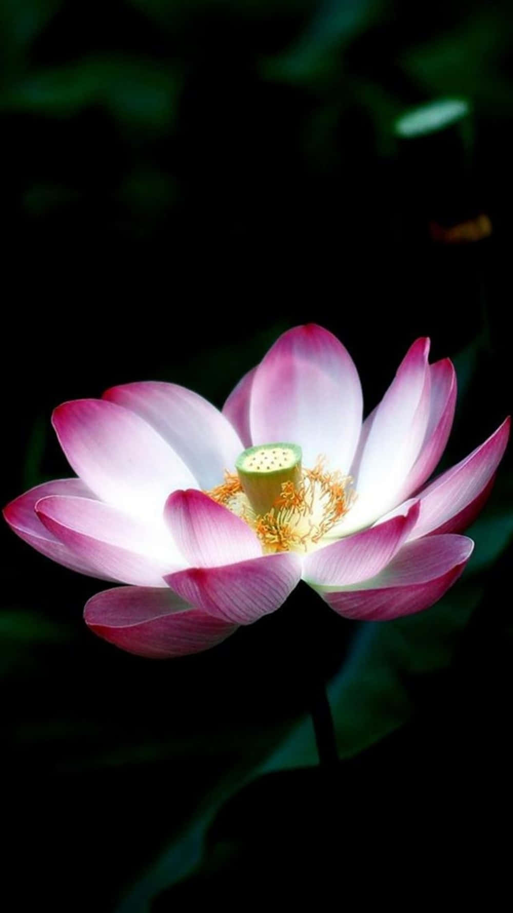 花 桌布 壁紙 — 一朵發光的粉紅色蓮花在黑暗背景下盛開，柔軟的綠葉在陰影中。