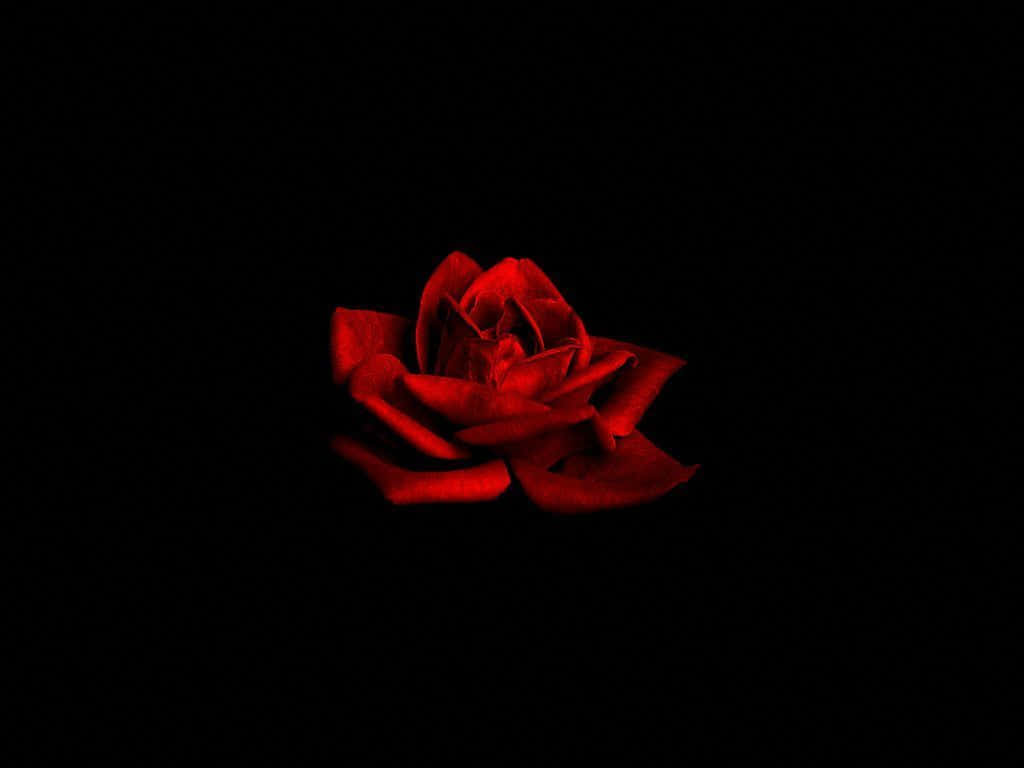 Roses 桌布 壁紙 — 一朵發光的紅玫瑰在漆黑虛空中綻放，花瓣在戲劇性燈光下輪廓分明。