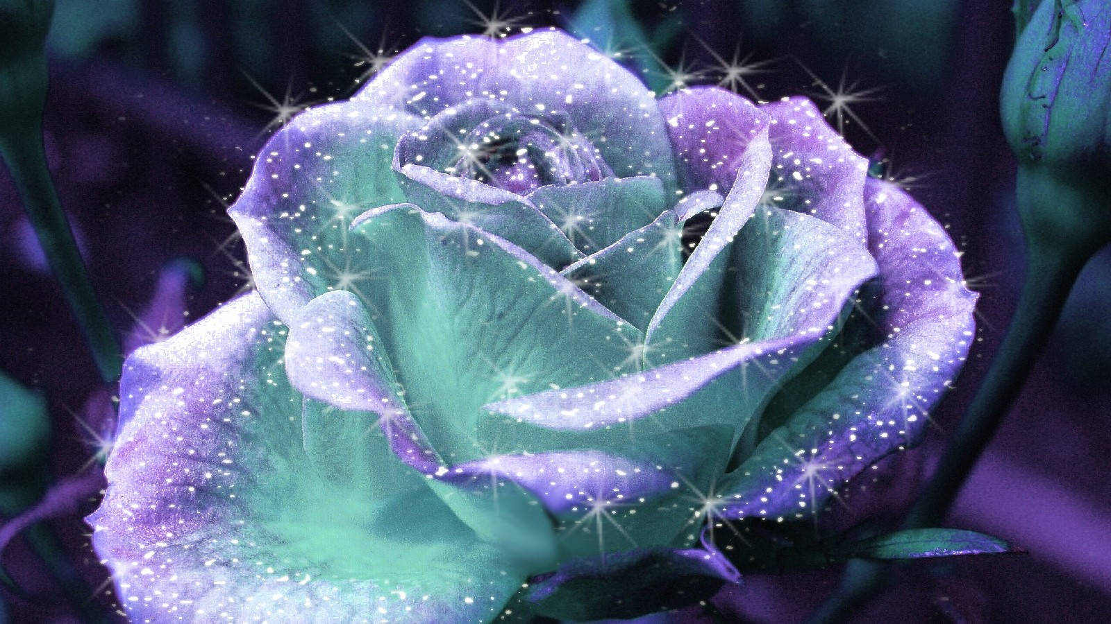Roses 桌布 壁紙 — 一朵發光的紫色和藍綠色玫瑰，點綴著閃爍的星爆，背景是黑暗神秘的。