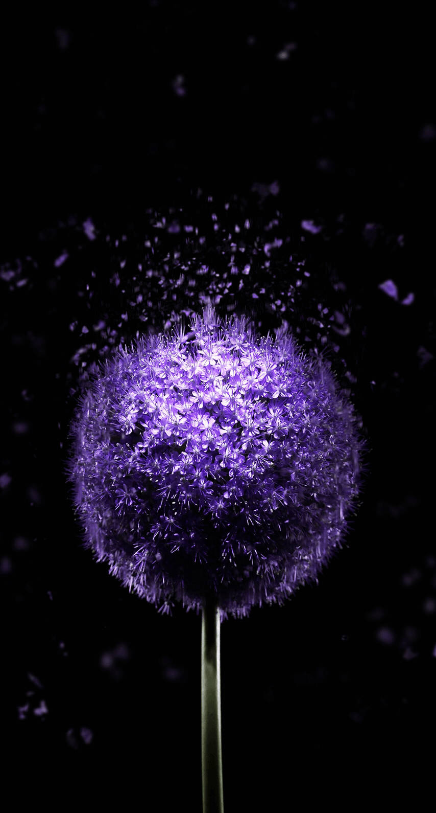 OLED 桌布 壁紙 — 一朵發光的紫色蔥花在純黑背景下爆發出閃爍的粒子。