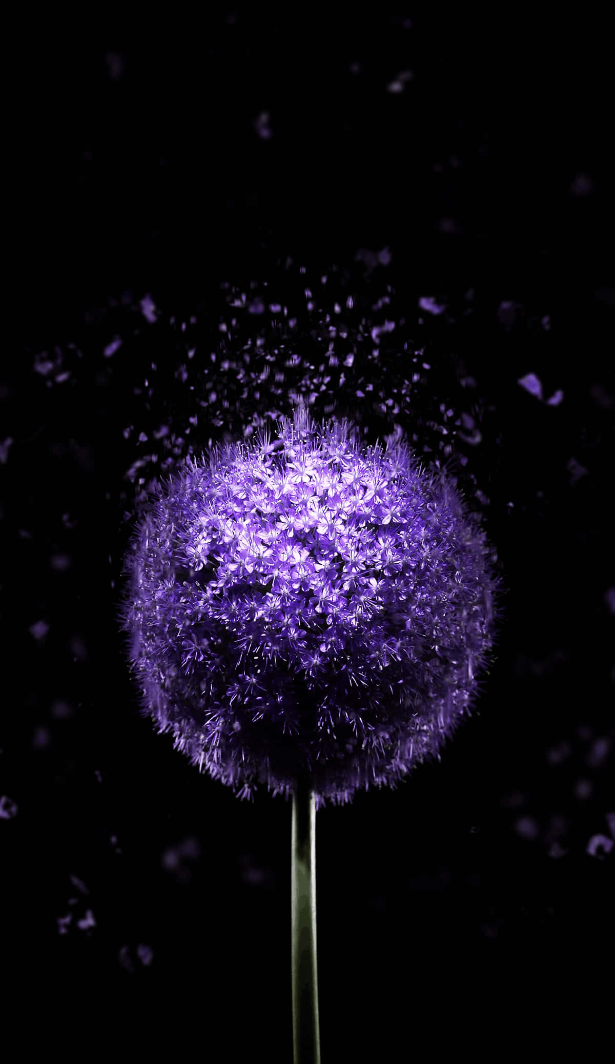 Dandelion 桌布 壁紙 — 一朵發光的紫色蔥花在純黑背景下綻放花瓣，從內部照亮。