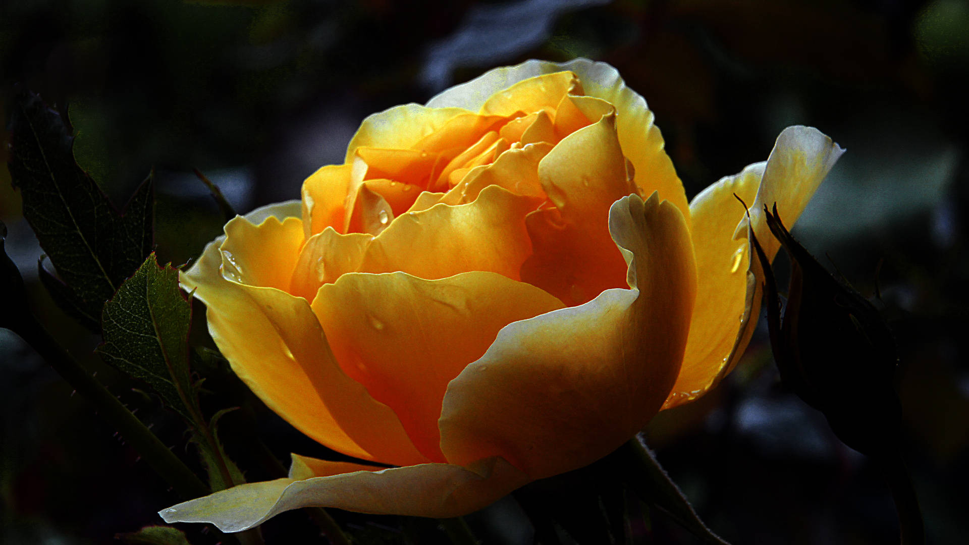 black aesthetic rose 桌布 壁紙 — 一朵發光的金色玫瑰在柔焦中綻放，背景黑暗，花瓣上閃爍著露珠。