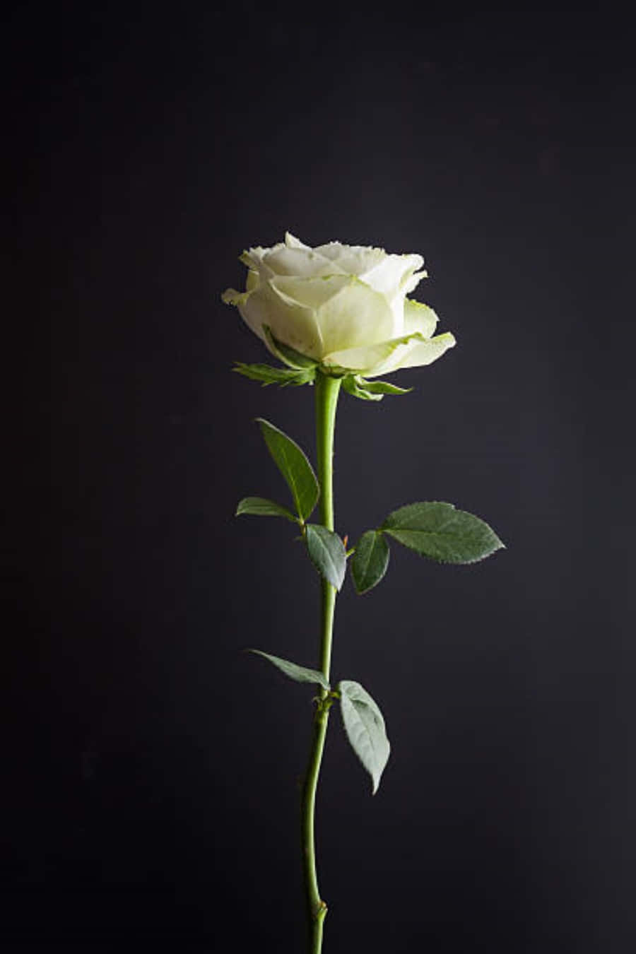 White Roses iPhone 桌布 壁紙 — 一朵白玫瑰，帶有綠色莖和葉子，優雅地立在深色紋理背景上。