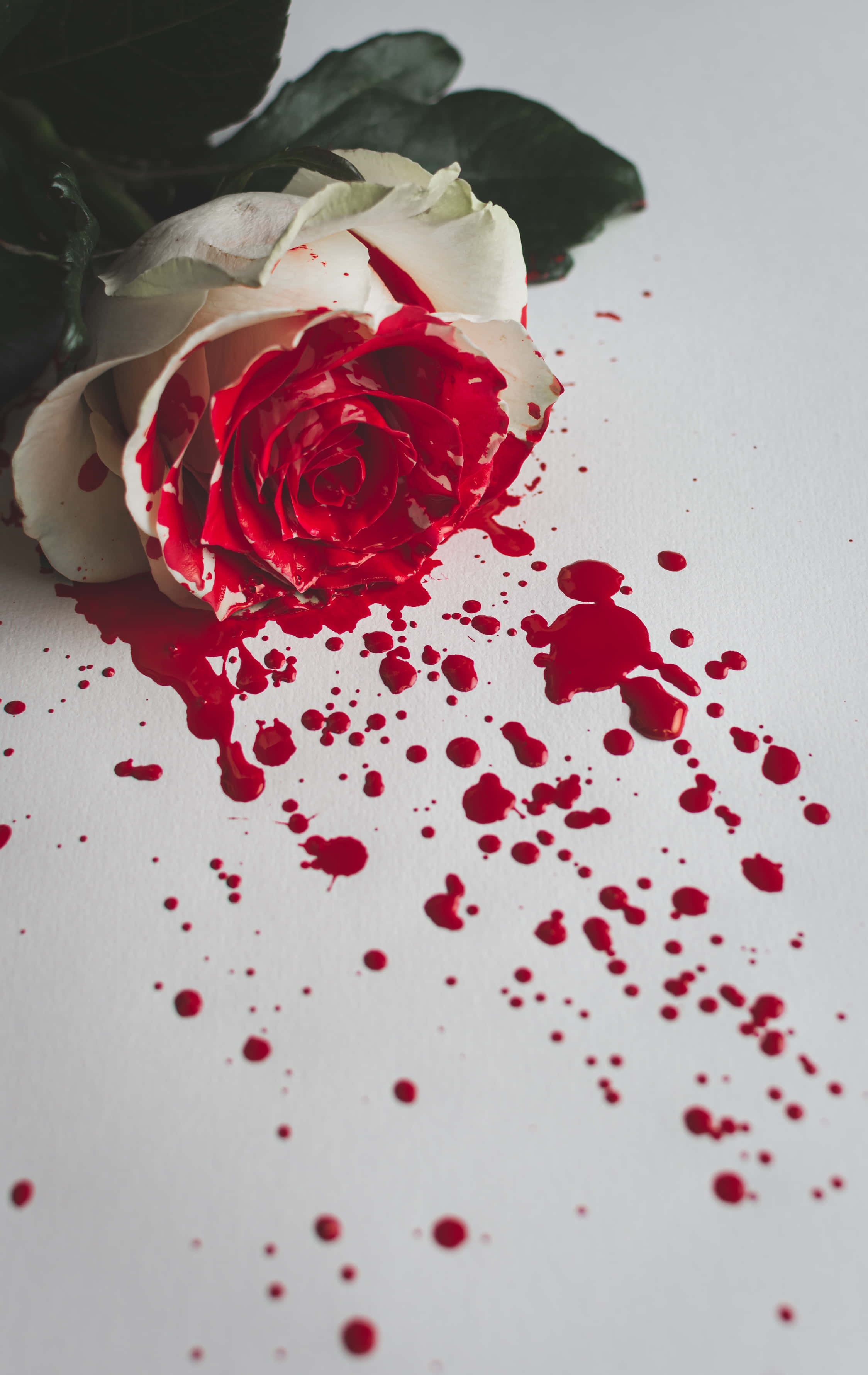Blood Aesthetic 桌布 壁紙 — 一朵白玫瑰上帶有紅色油漆飛濺和滴落，在純白表面上形成戲劇性和藝術性的對比。