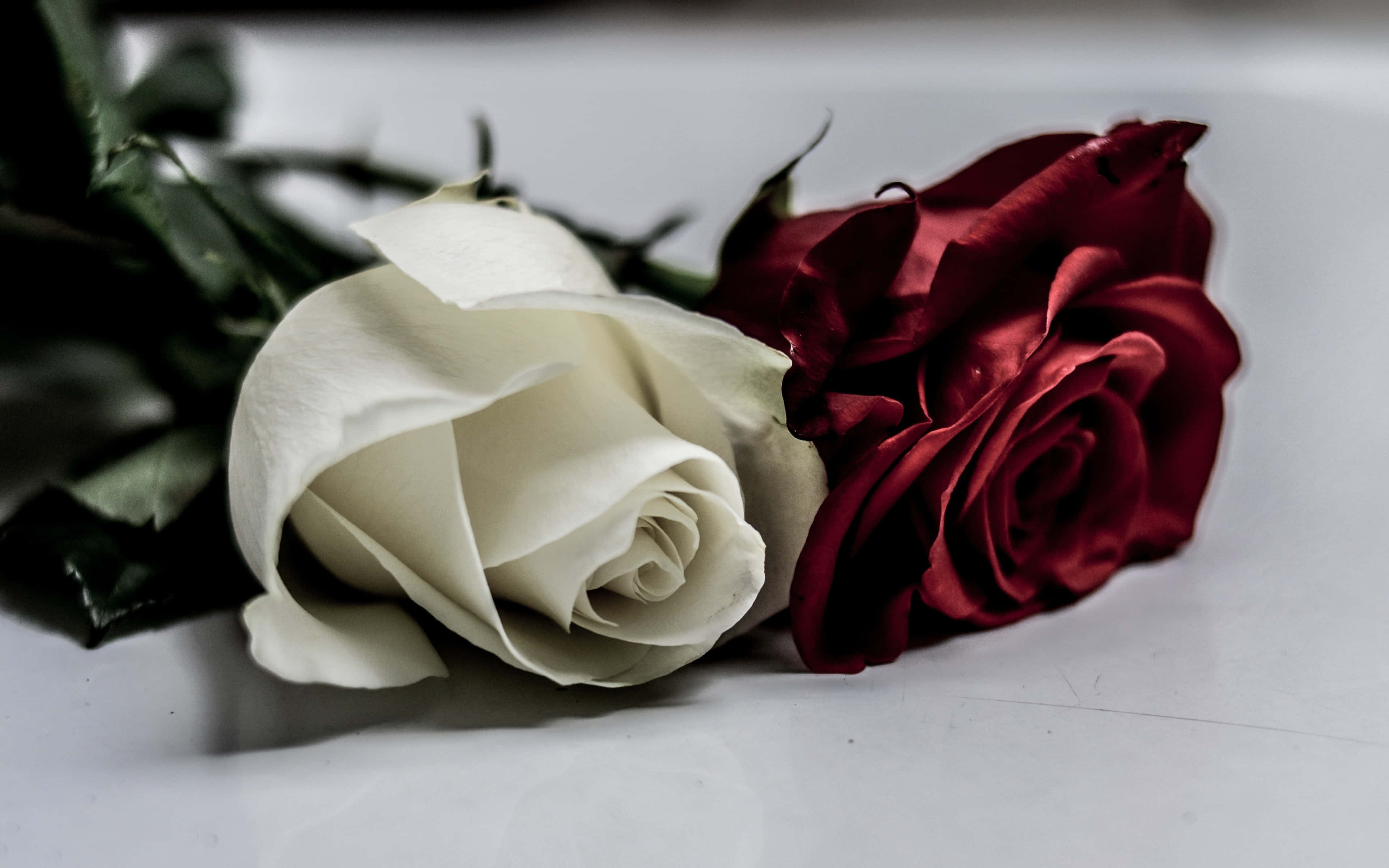 Rose Aesthetic 桌布 壁紙 — 一朵白玫瑰和一朵深紅玫瑰並排放在光滑的白色表面上，帶有柔和陰影。