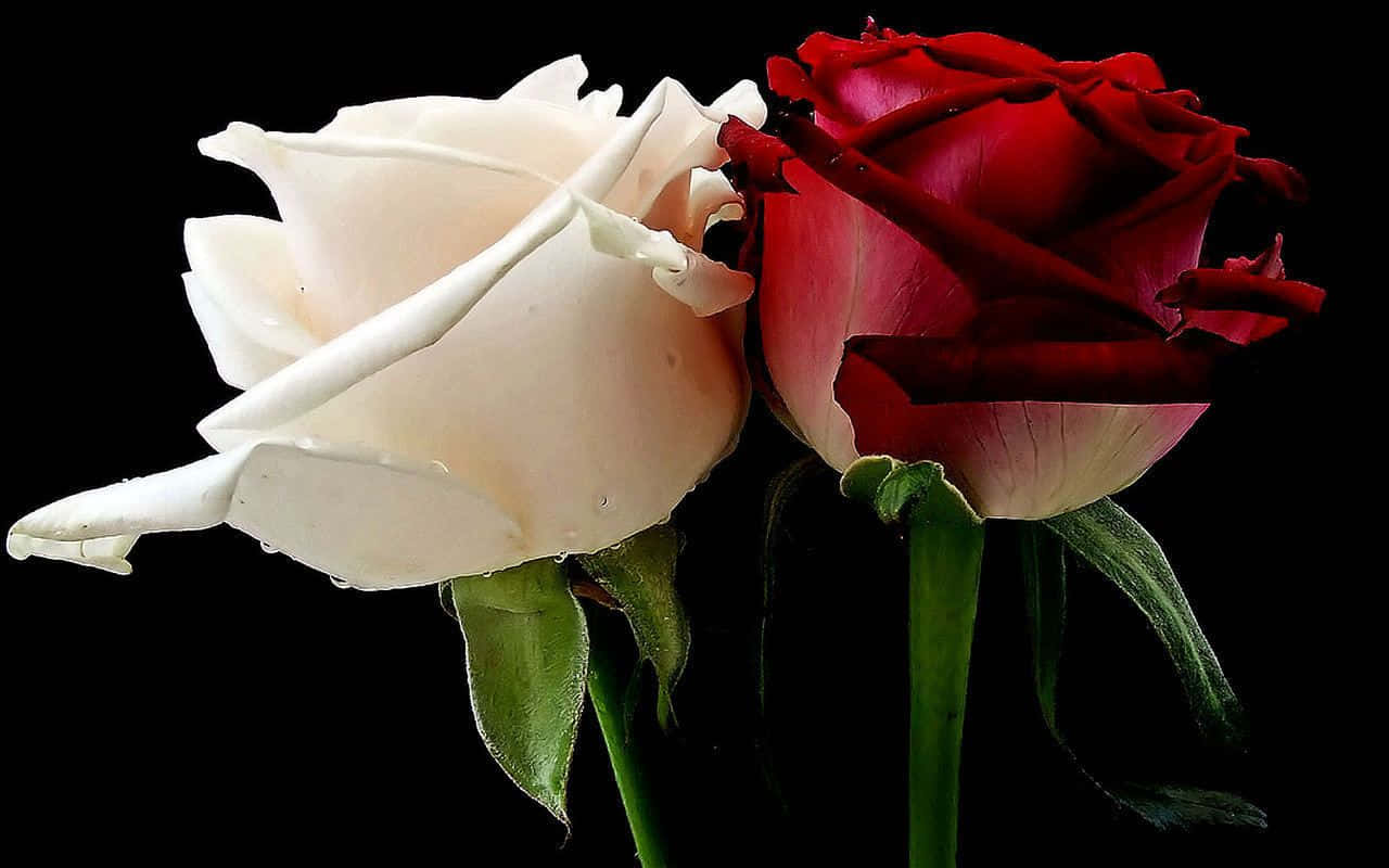 Roses 桌布 壁紙 — 一朵白玫瑰和一朵深紅玫瑰帶著露珠，在純黑背景下形成鮮明對比。