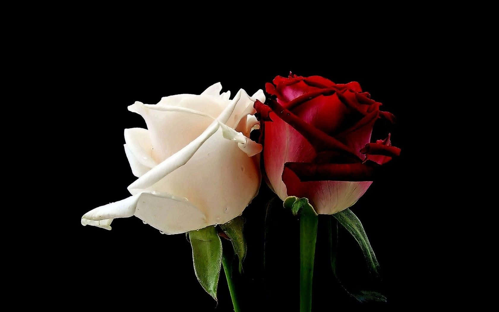 HD Roses 桌布 壁紙 — 一朵白玫瑰和一朵紅玫瑰在純黑背景上相互觸碰，花瓣被露珠柔和照亮。