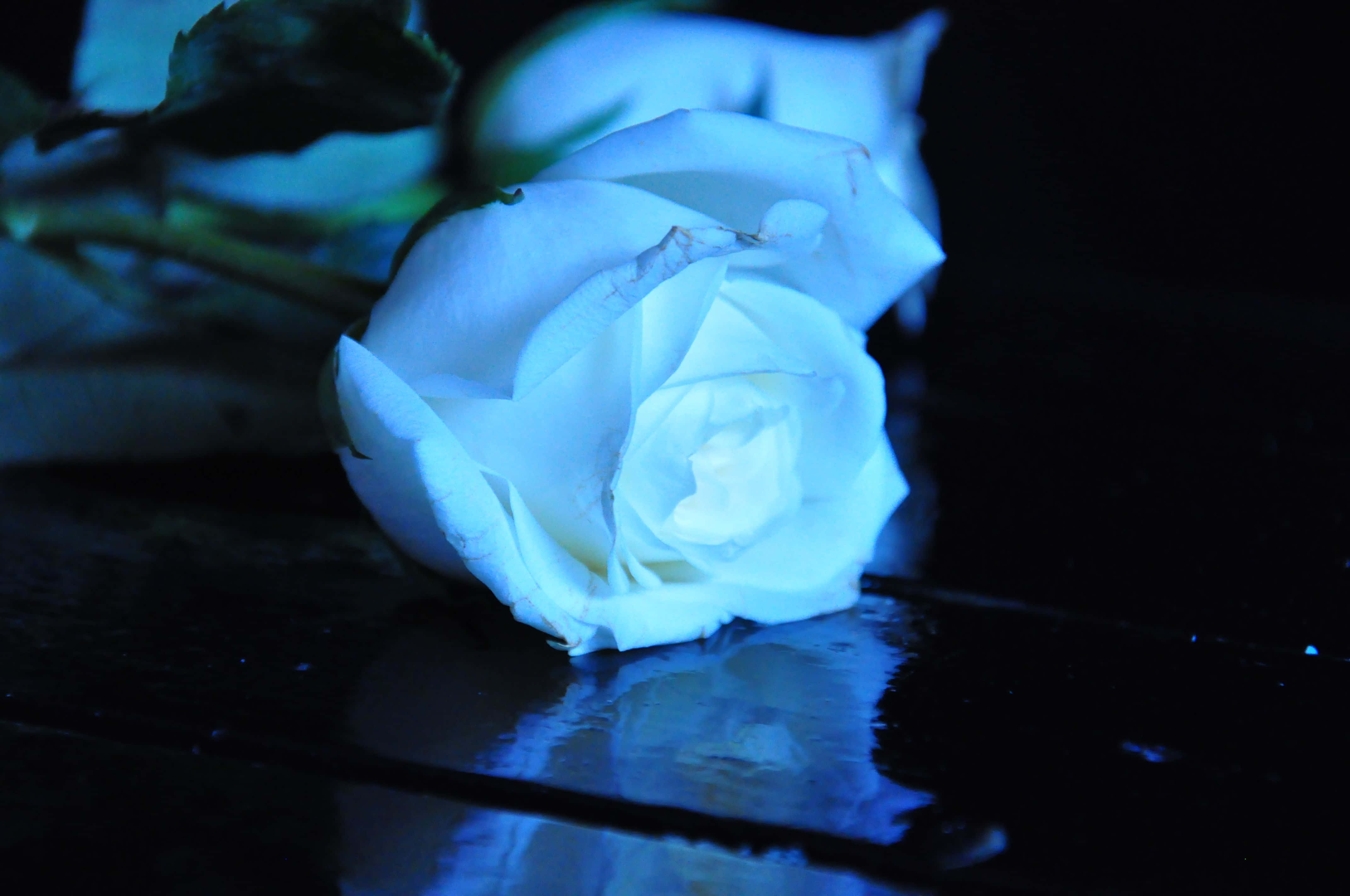 Rose Flower 桌布 壁紙 — 一朵白玫瑰在冷藍光下，在潮濕的反光表面上發光，背景為深色。
