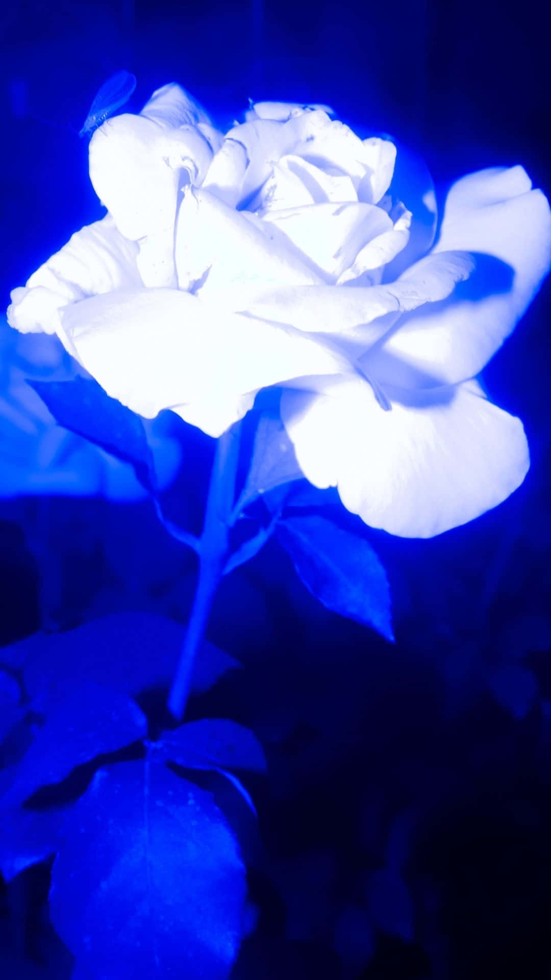 Glow In The Dark 桌布 壁紙 — 一朵白玫瑰在強烈的藍光下發光，帶有柔和的陰影和模糊的背景葉子。