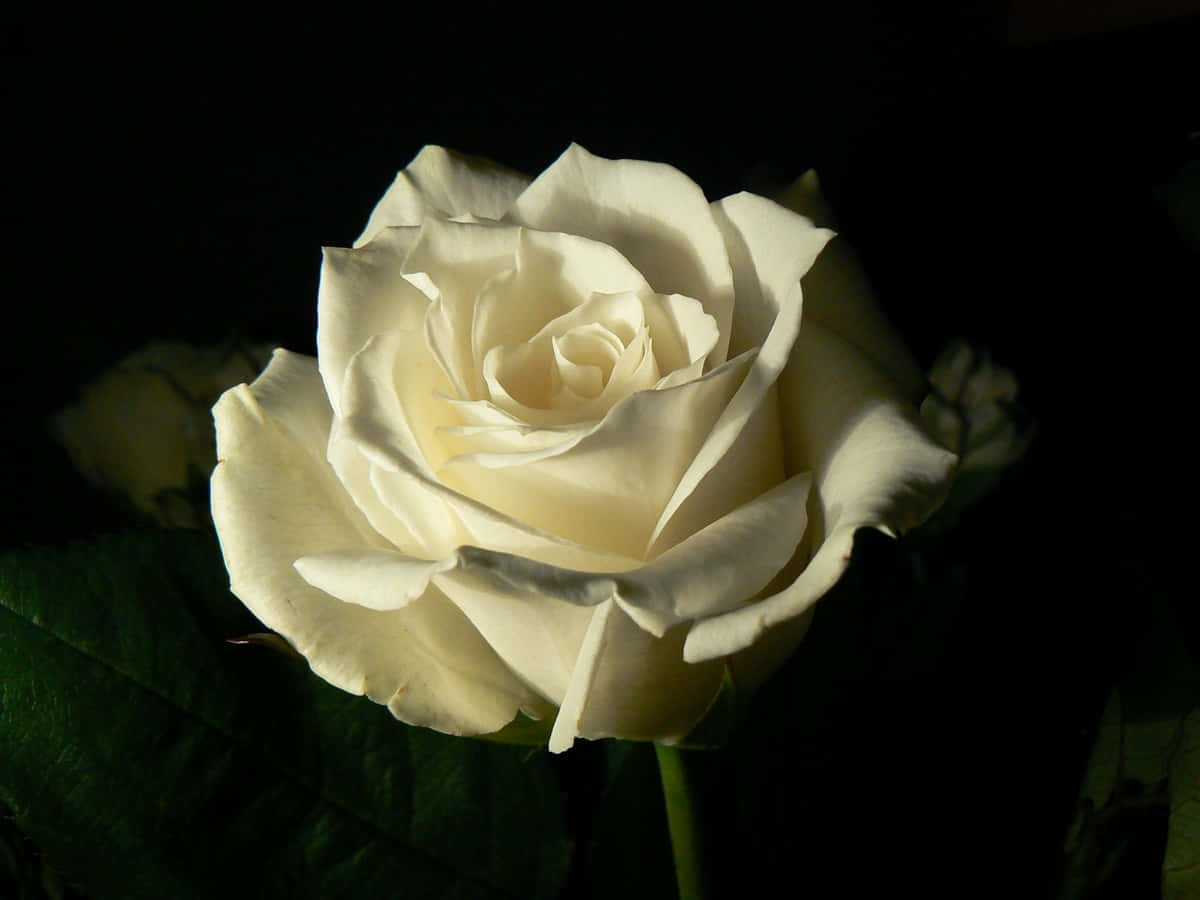 Aesthetic Flower 桌布 壁紙 — 一朵白玫瑰在戲劇性的聚光燈下綻放，背景是深邃的黑色和深綠色的葉子。