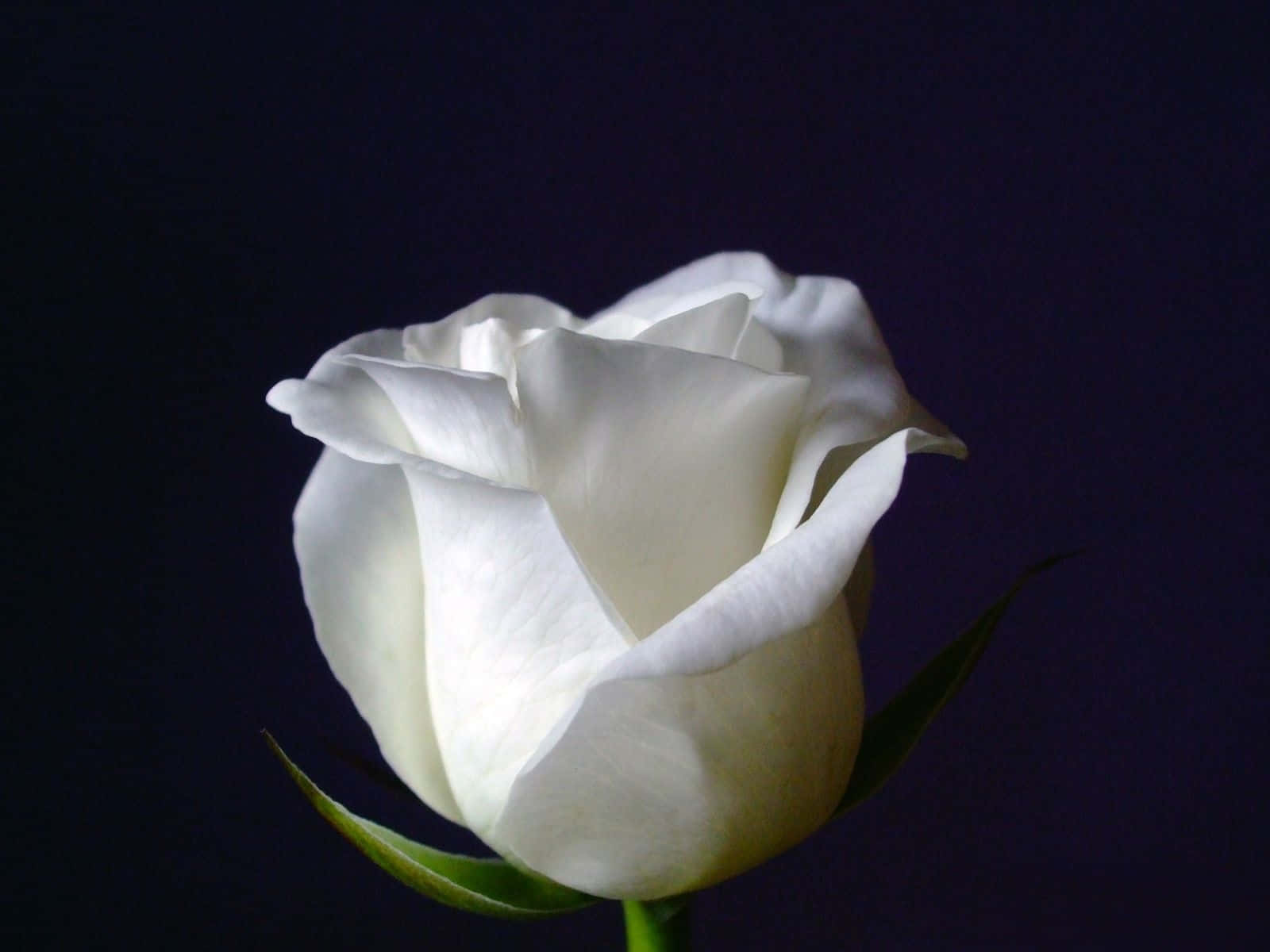 Rose Flower 桌布 壁紙 — 一朵白玫瑰在深紫色背景下柔和綻放，花瓣散發著溫柔的光芒。