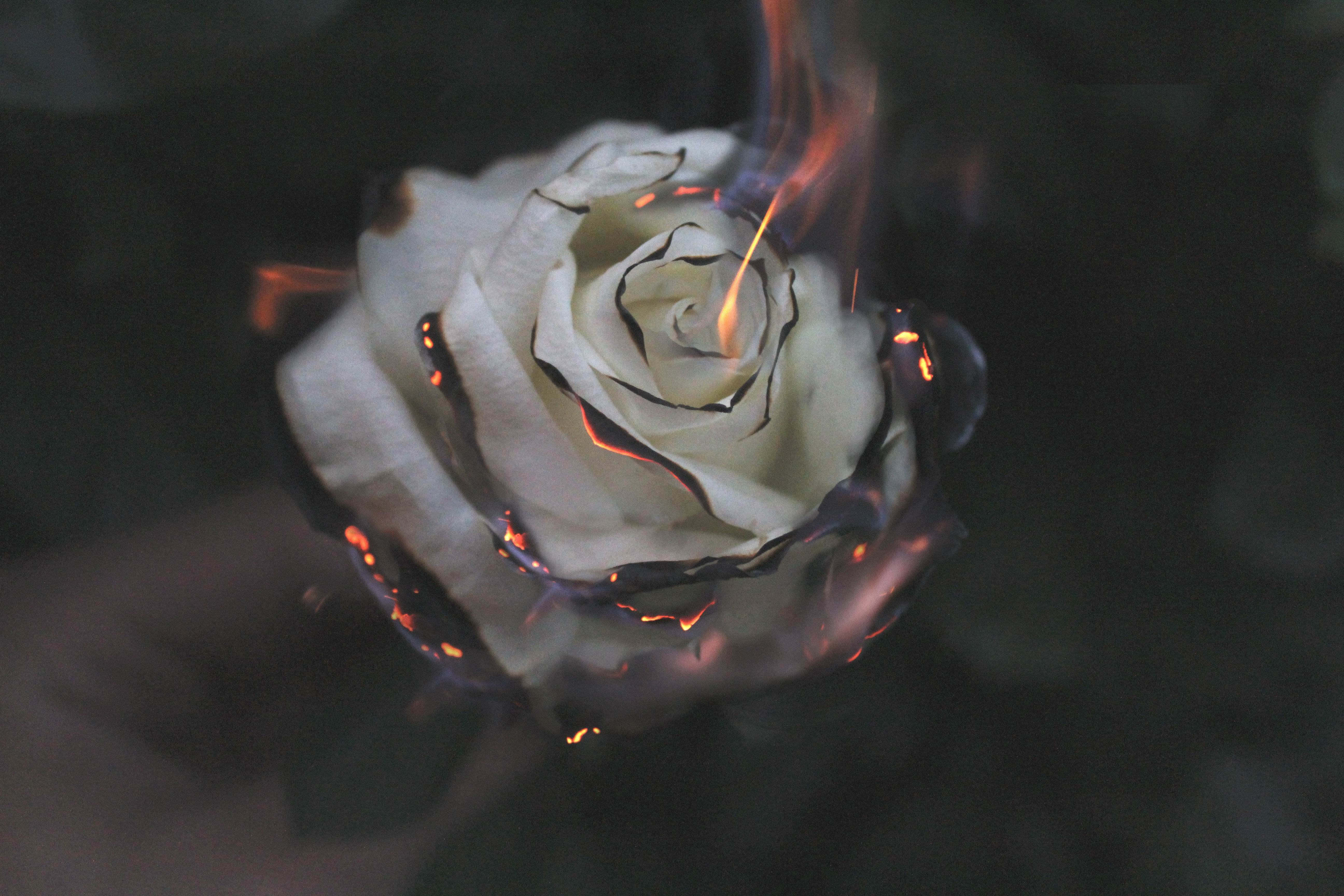 Valentines Day Roses 桌布 壁紙 — 一朵白玫瑰在深色背景前燃燒著橙色火焰，花瓣在燒焦時捲曲。