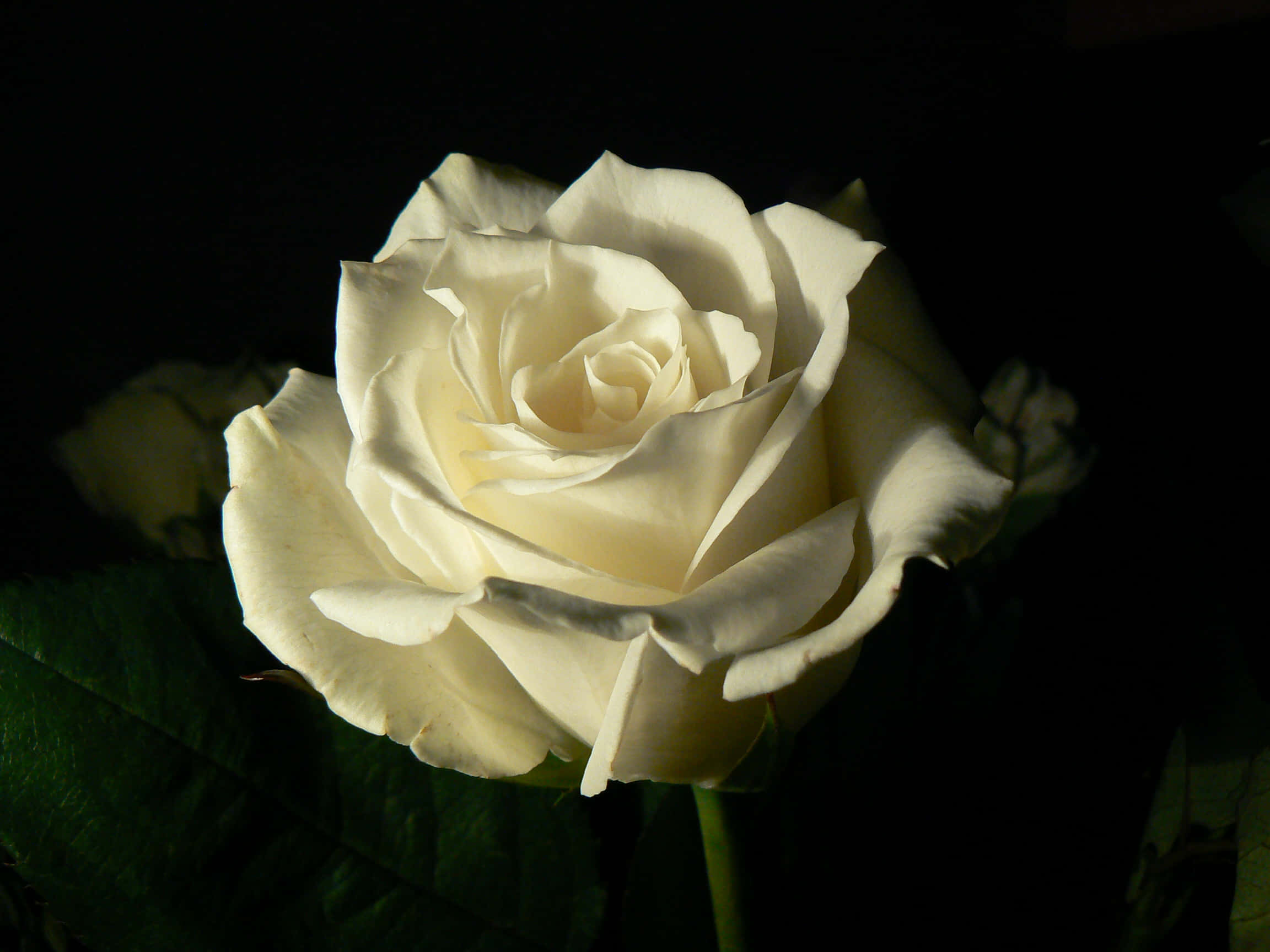 Roses 桌布 壁紙 — 一朵白玫瑰在深黑色背景上柔和綻放，戲劇性的燈光突顯其精緻的花瓣。