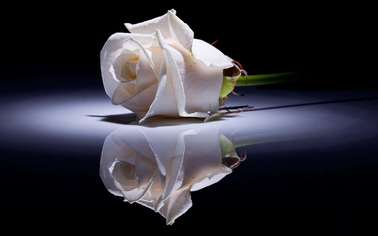 White Rose 桌布 壁紙 — 一朵白玫瑰放在反光表面上，在黑暗背景下投射出完美的鏡像。
