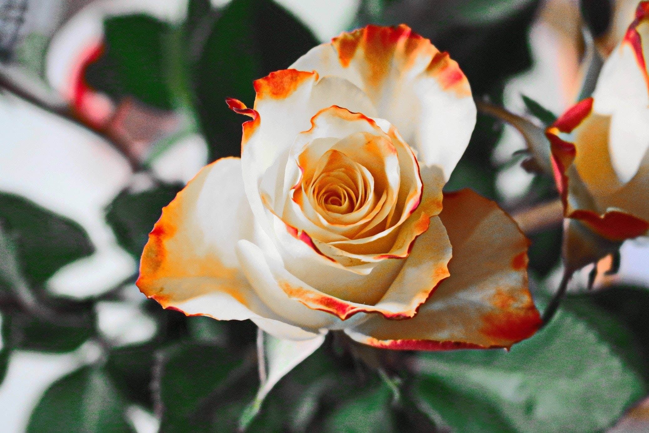 Rose Flower 桌布 壁紙 — 一朵白玫瑰的特寫，帶有火熱的橙紅色邊緣，在茂密的綠葉中盛開。