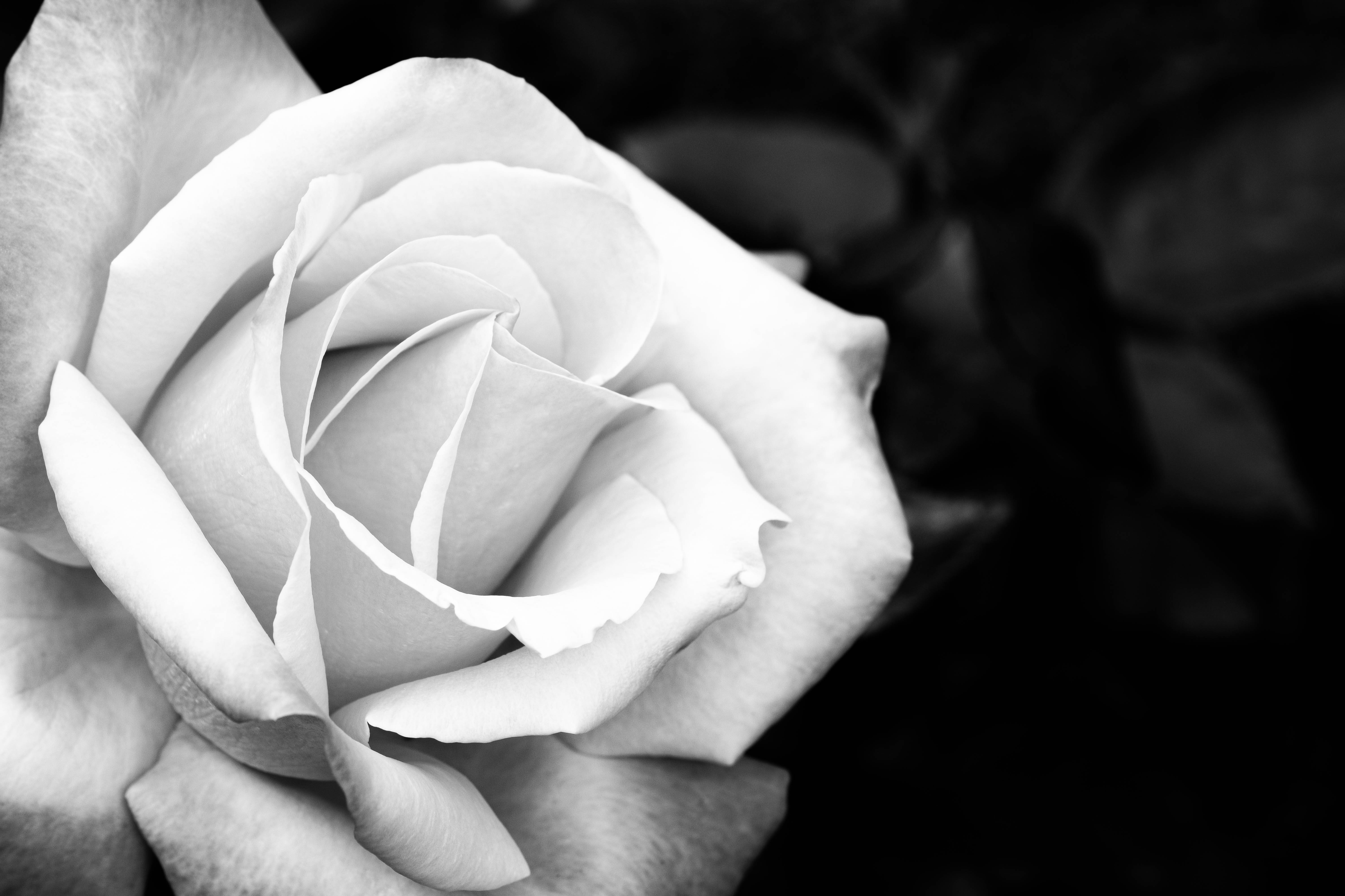 beautiful rose HD 桌布 壁紙 — 一朵白玫瑰的特寫單色照片，精緻的花瓣在黑暗模糊的背景中展開。