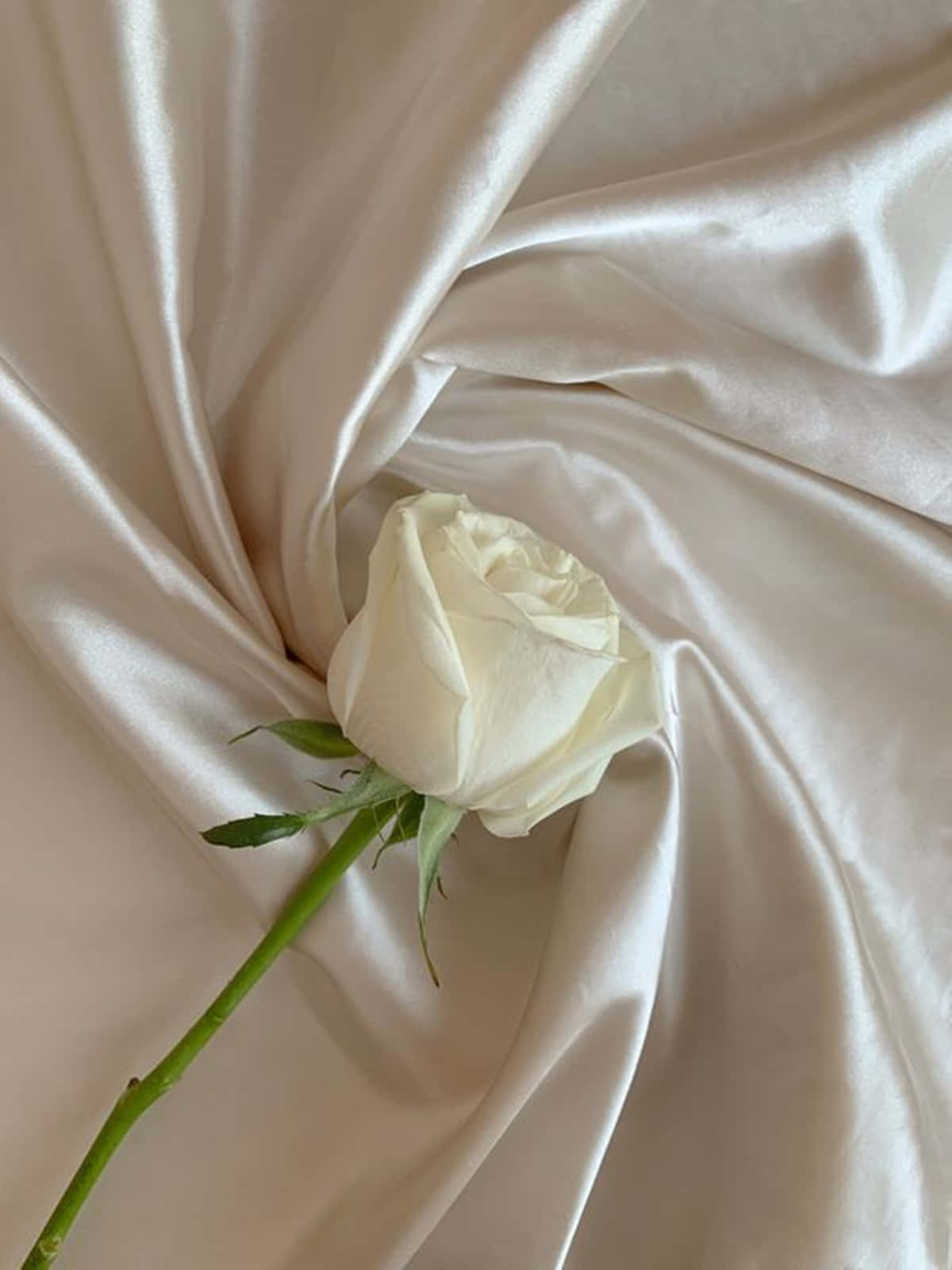 Rose Aesthetic 桌布 壁紙 — 一朵白玫瑰輕輕地放在柔軟的奶油色緞面上，帶有細膩的褶皺和自然光線。