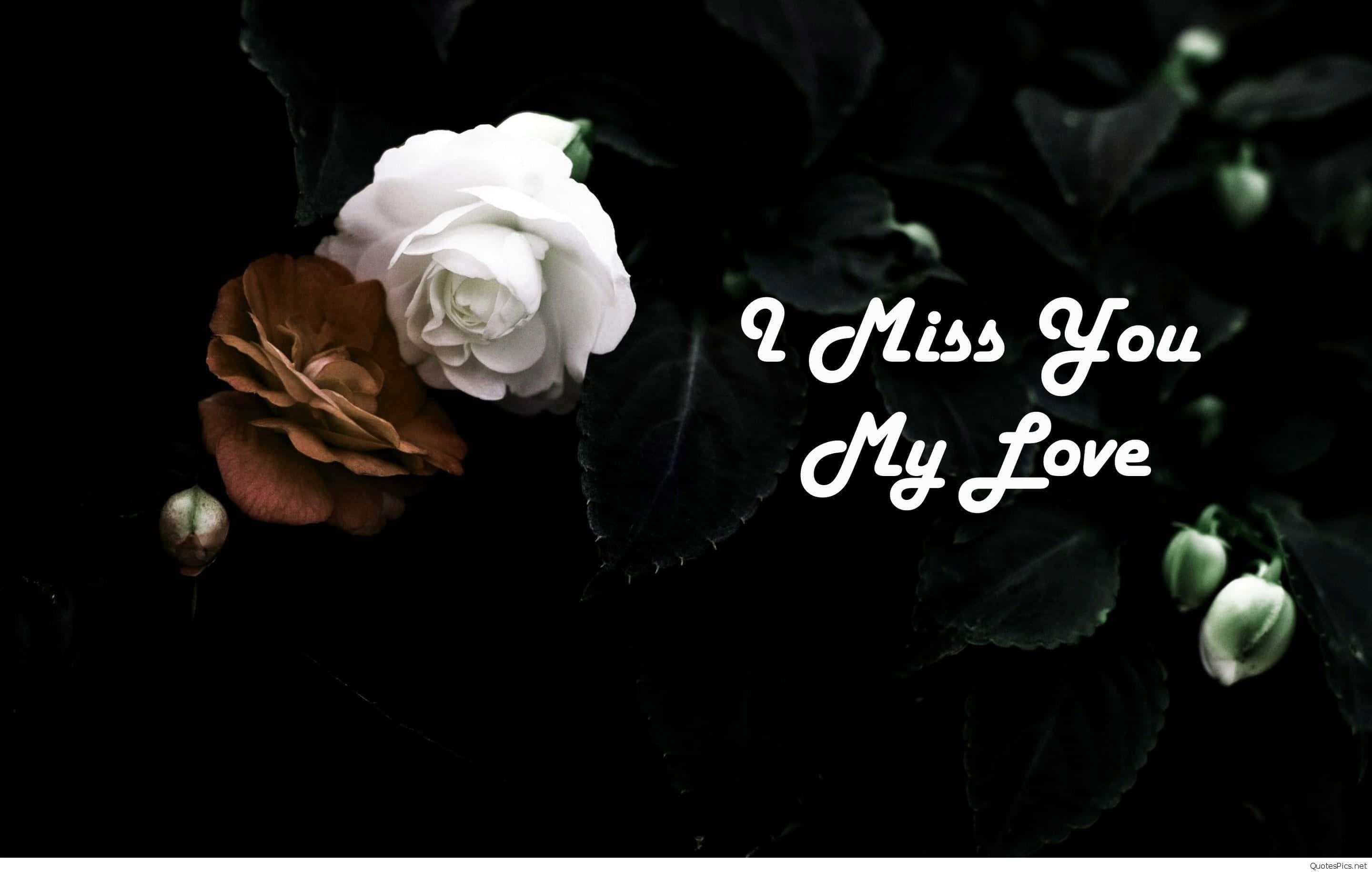 My Love 桌布 壁紙 — 一朵白色和棕色的玫瑰在深色葉子襯托下盛開，並以優雅字體寫上文字 I Miss You My Love。