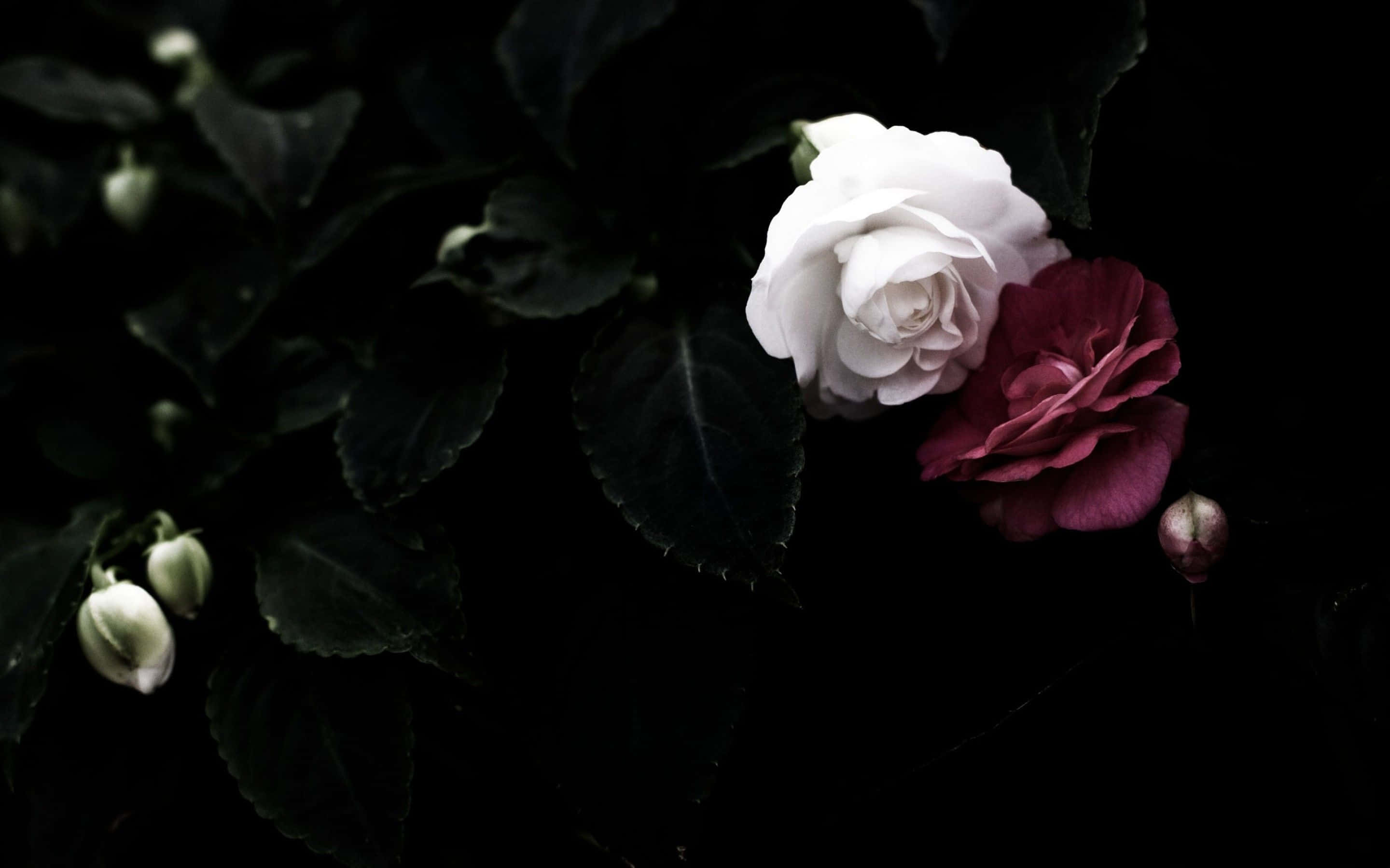 Black Rose Aesthetic 桌布 壁紙 — 一朵白色和深紅色的玫瑰在黑暗的樹葉背景下，在戲劇性的低光中綻放對比。