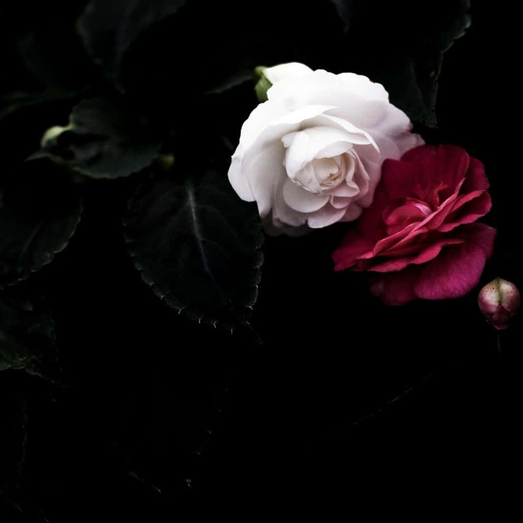 Rose Flower 桌布 壁紙 — 一朵白色和深紅色的花朵在 stark 黑色背景上綻放，與深色葉子形成對比。