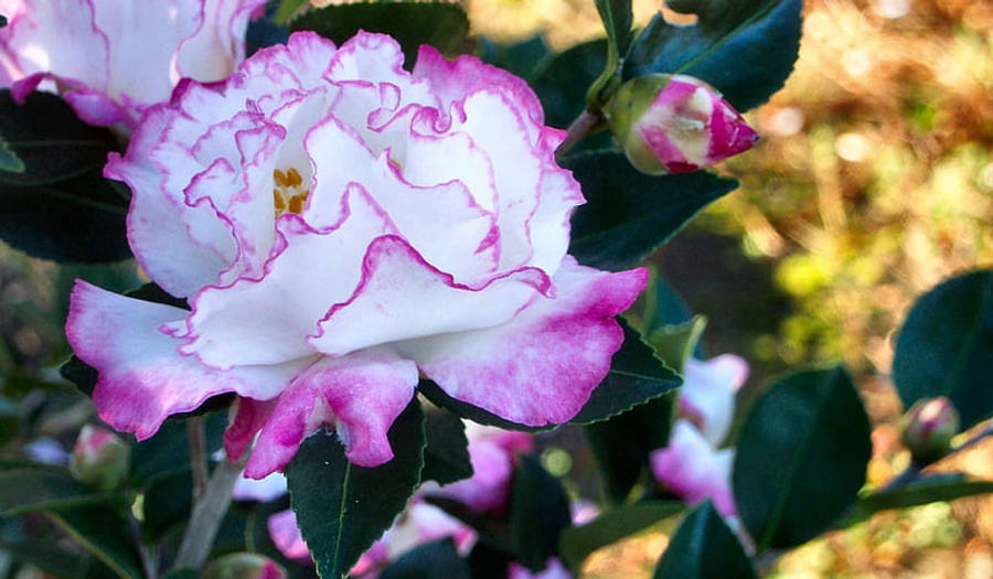 Camellia Sasanqua 桌布 壁紙 — 一朵白色和粉紅色邊緣的山茶花在茂密的綠葉中盛開的特寫，柔和陽光穿透其間。