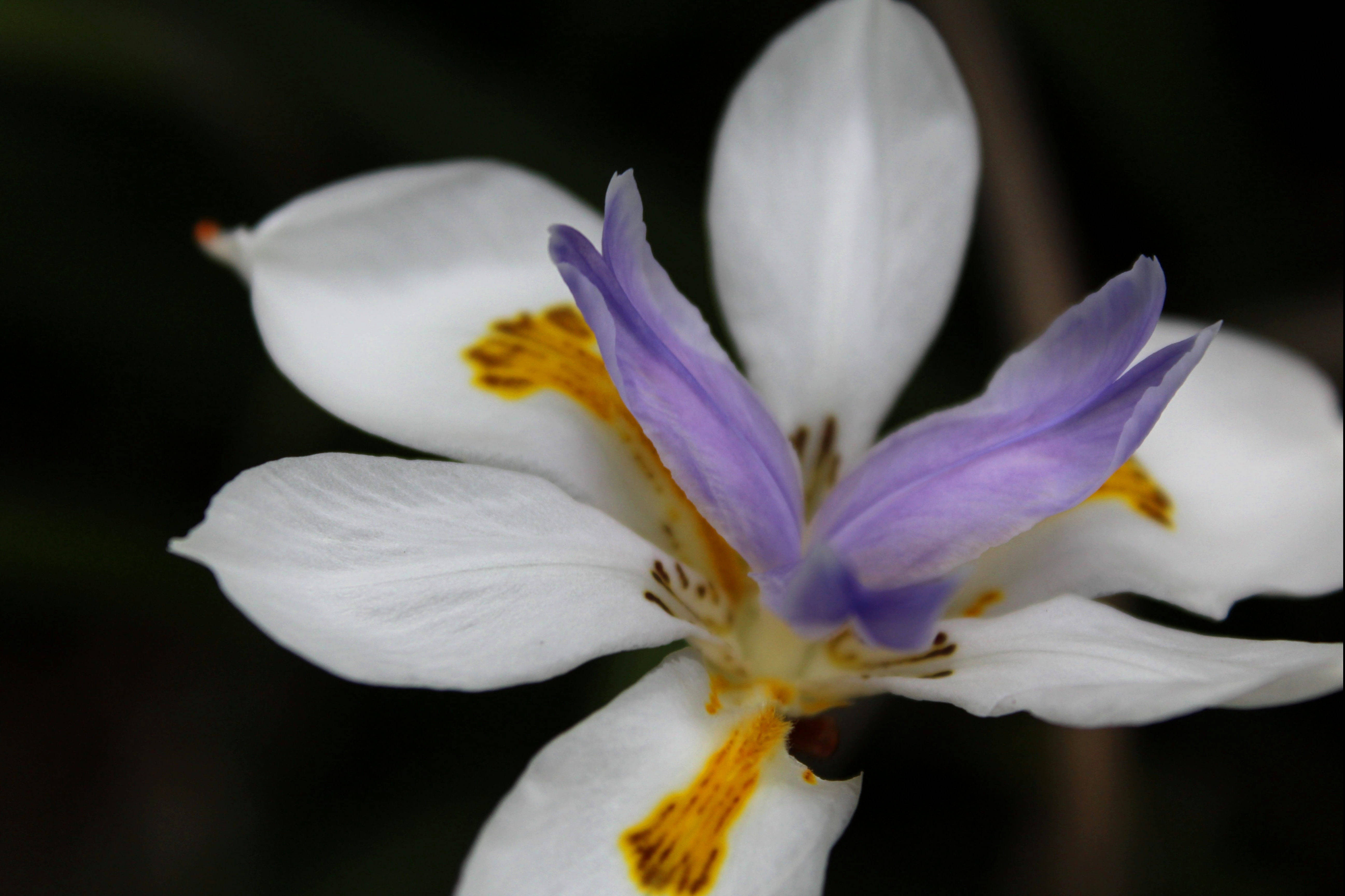 Iris 桌布 壁紙 — 一朵白色和紫色帶有黃色標記的花朵特寫，背景為深色模糊。