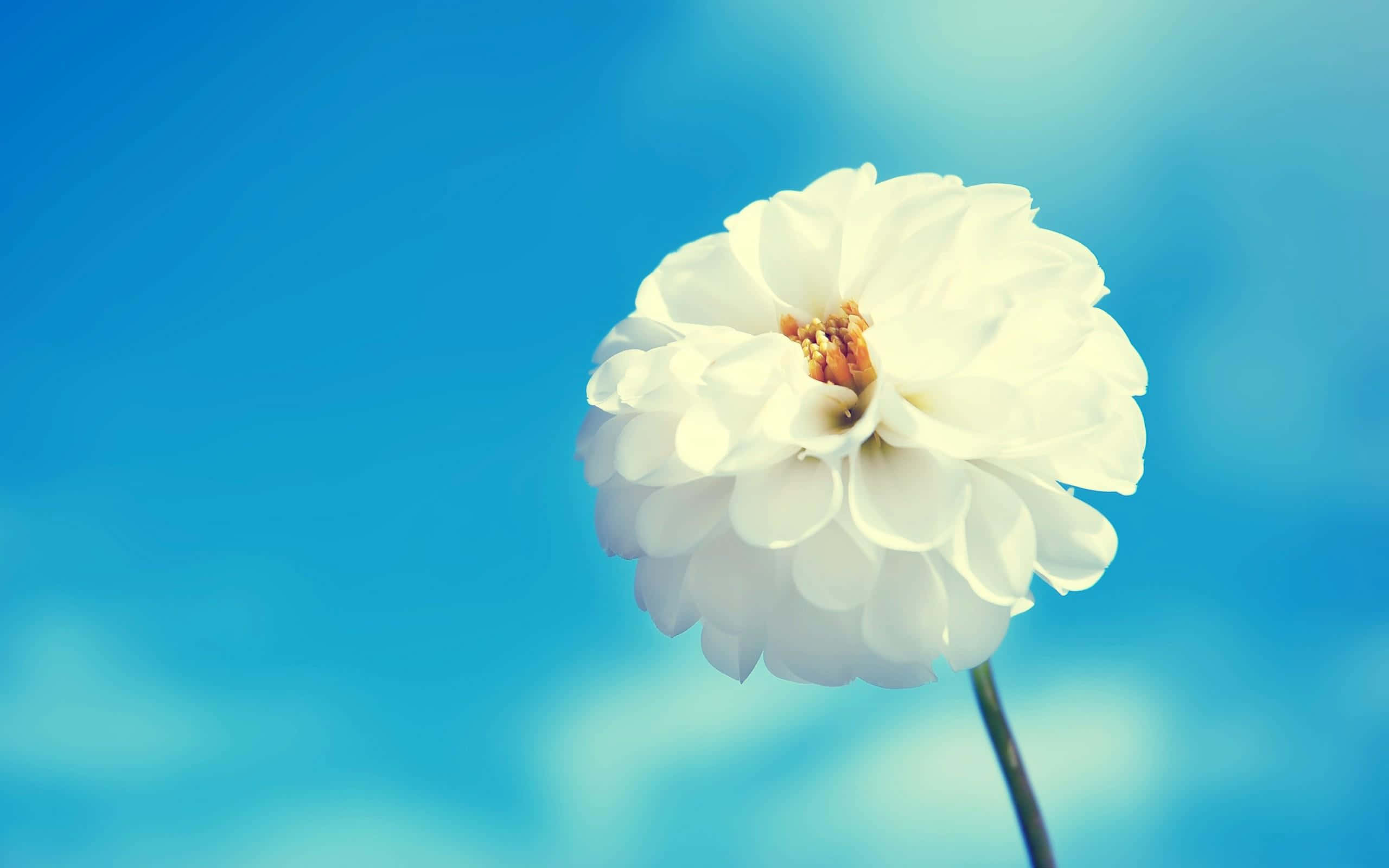 White Flowers 桌布 壁紙 — 一朵白色大理花在柔和的藍天下綻放，柔和的散景和溫暖的陽光突顯其層層疊疊的花瓣。