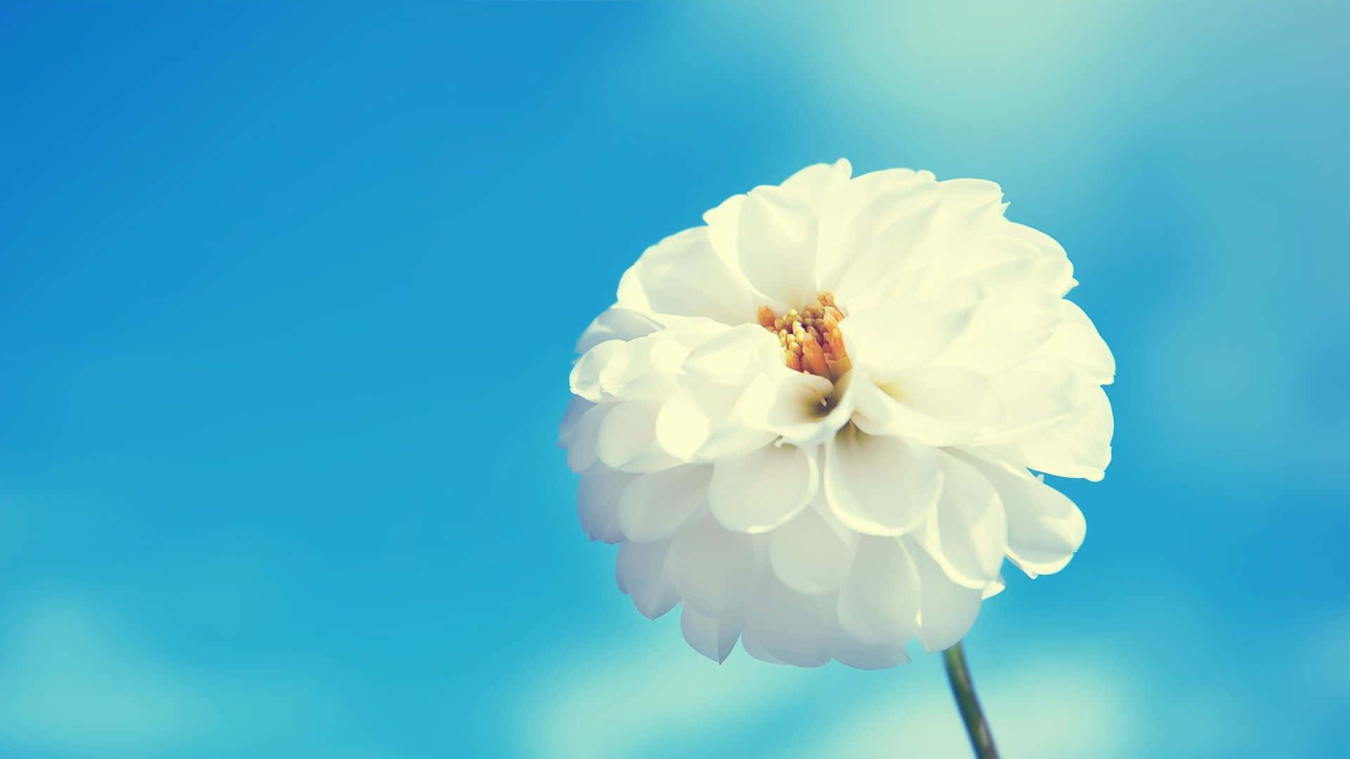 Kawaii Flower 桌布 壁紙 — 一朵白色大麗花在柔和的藍天下綻放，伴隨著柔和的散景和溫暖的陽光。