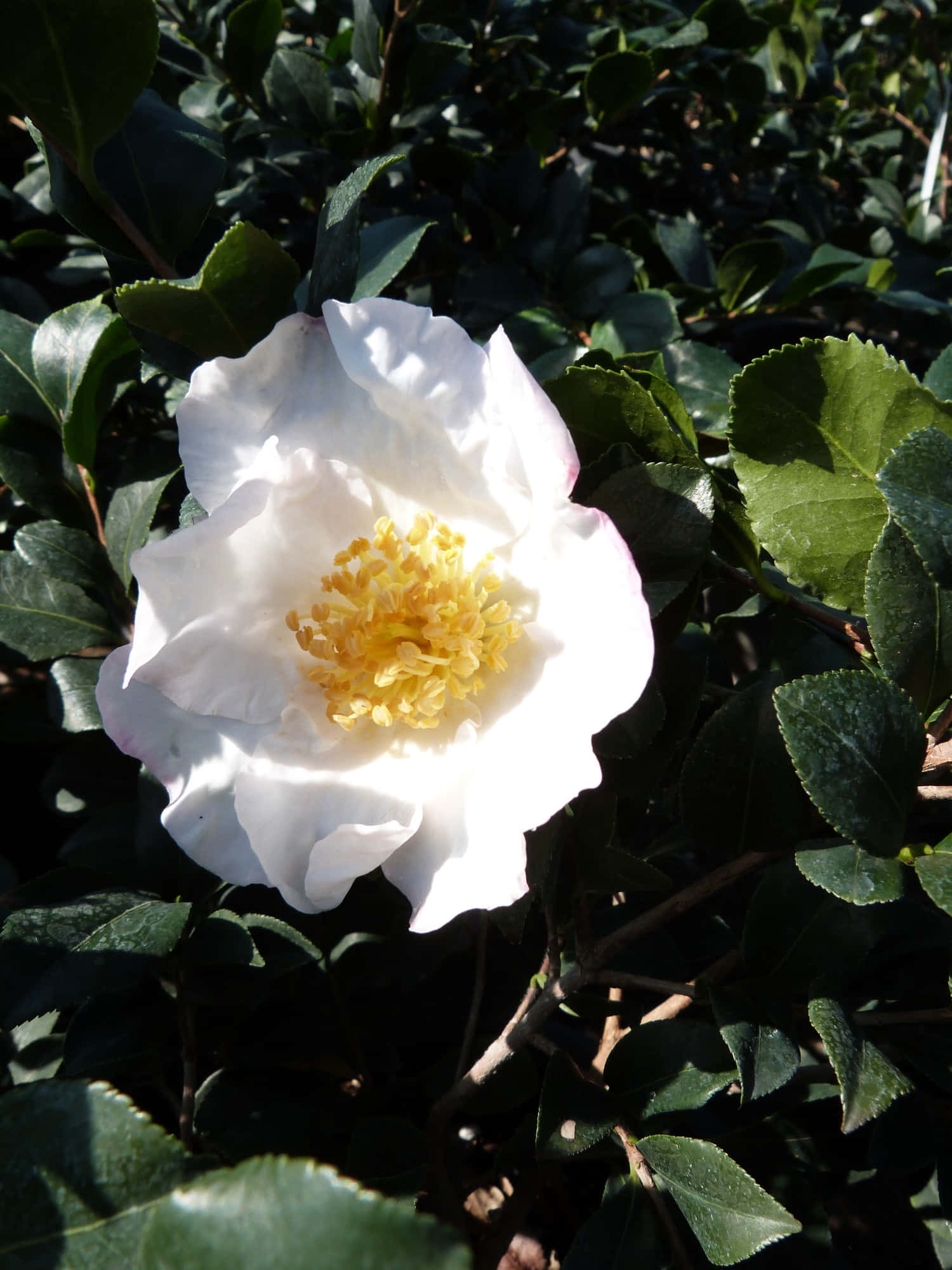 Camellia Sasanqua 桌布 壁紙 — 一朵白色山茶花，黃色花心，在陽光下襯著深綠色葉子背景燦爛盛開。