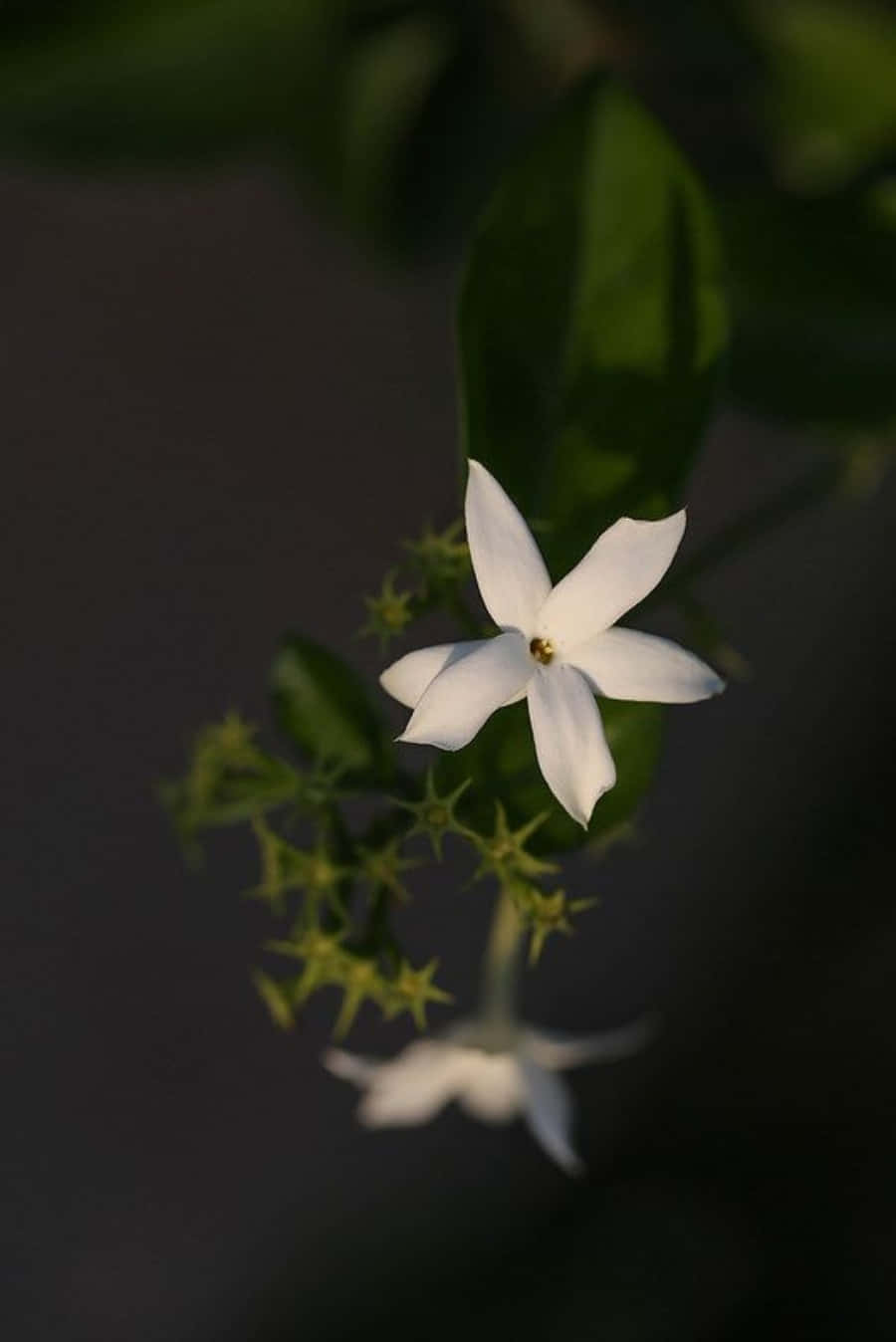 攝影 桌布 壁紙 — 一朵白色星形花朵，帶有綠色葉子和花蕾，在黑暗模糊的背景中柔和綻放。