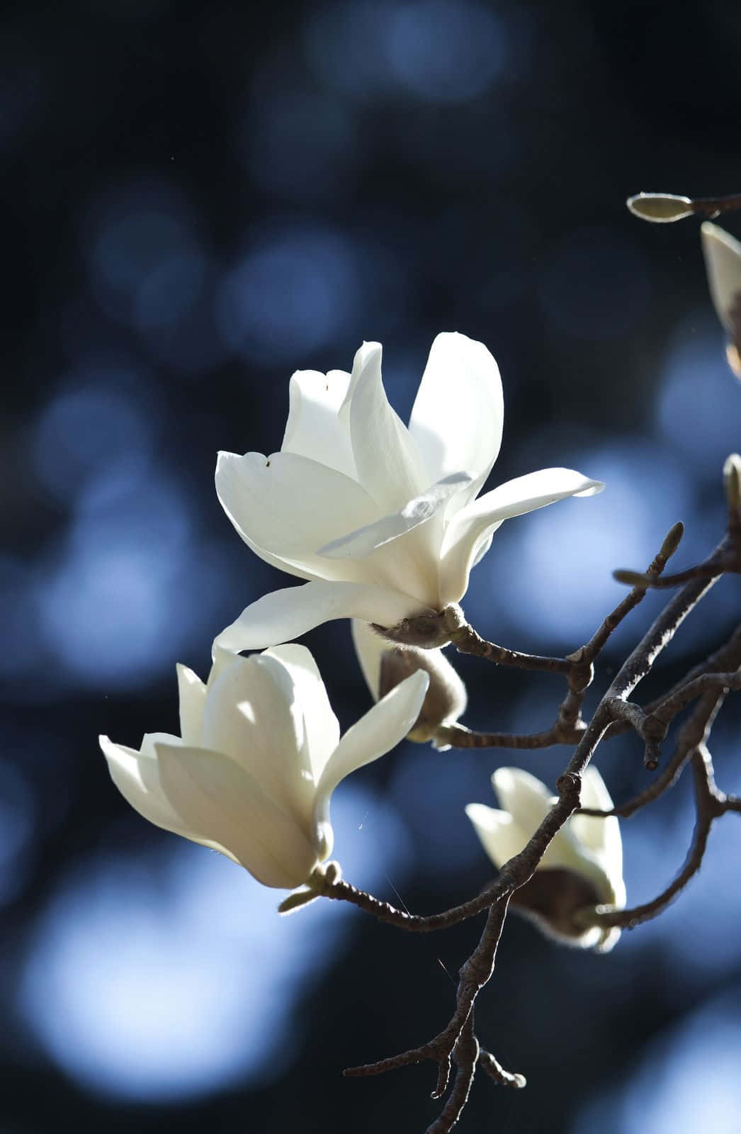 Tulip Tree 桌布 壁紙 — 一朵白色木蘭花在深藍色散景背景中，伴隨著纖細的枝條閃耀。